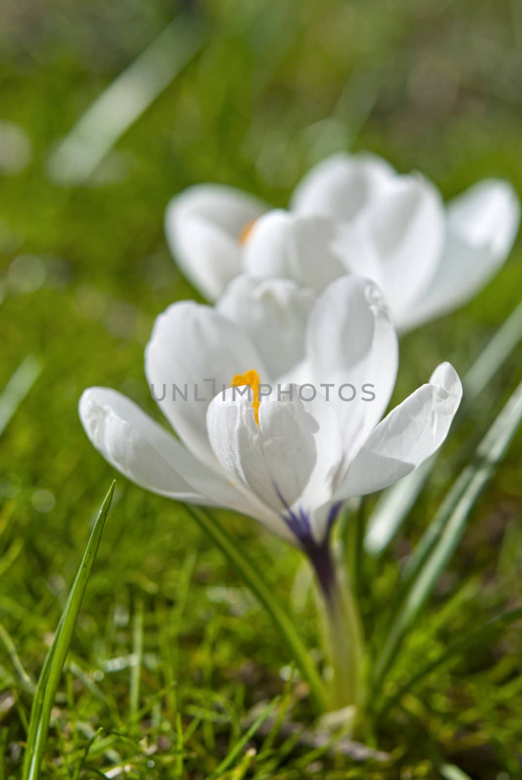 Blooming white crocus flowers on green grass background in early spring