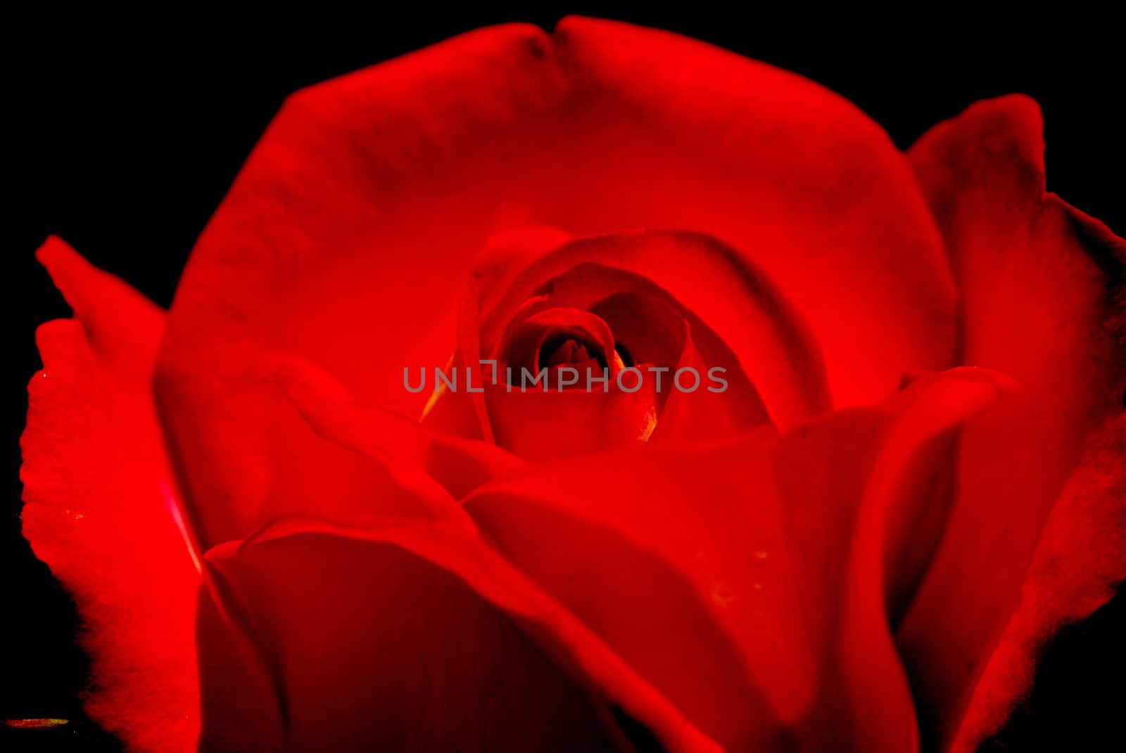 a close-up of a red rose