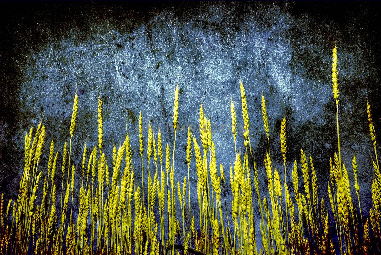 Grunge background with golden wheat in a farm field