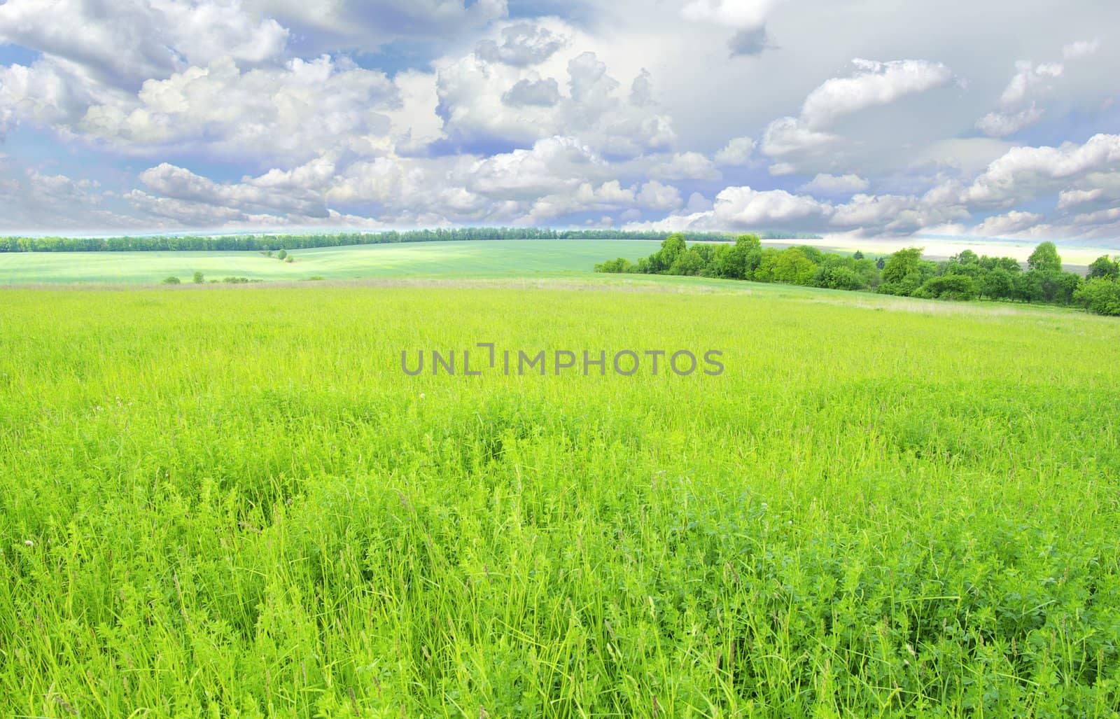 field on a background of the blue sky