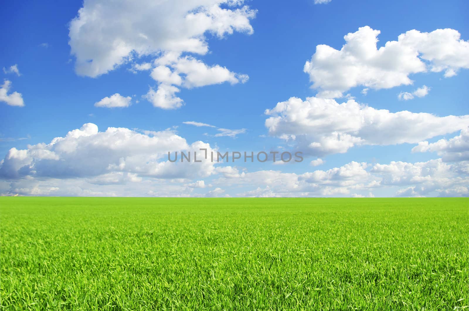field on a background of the blue sky