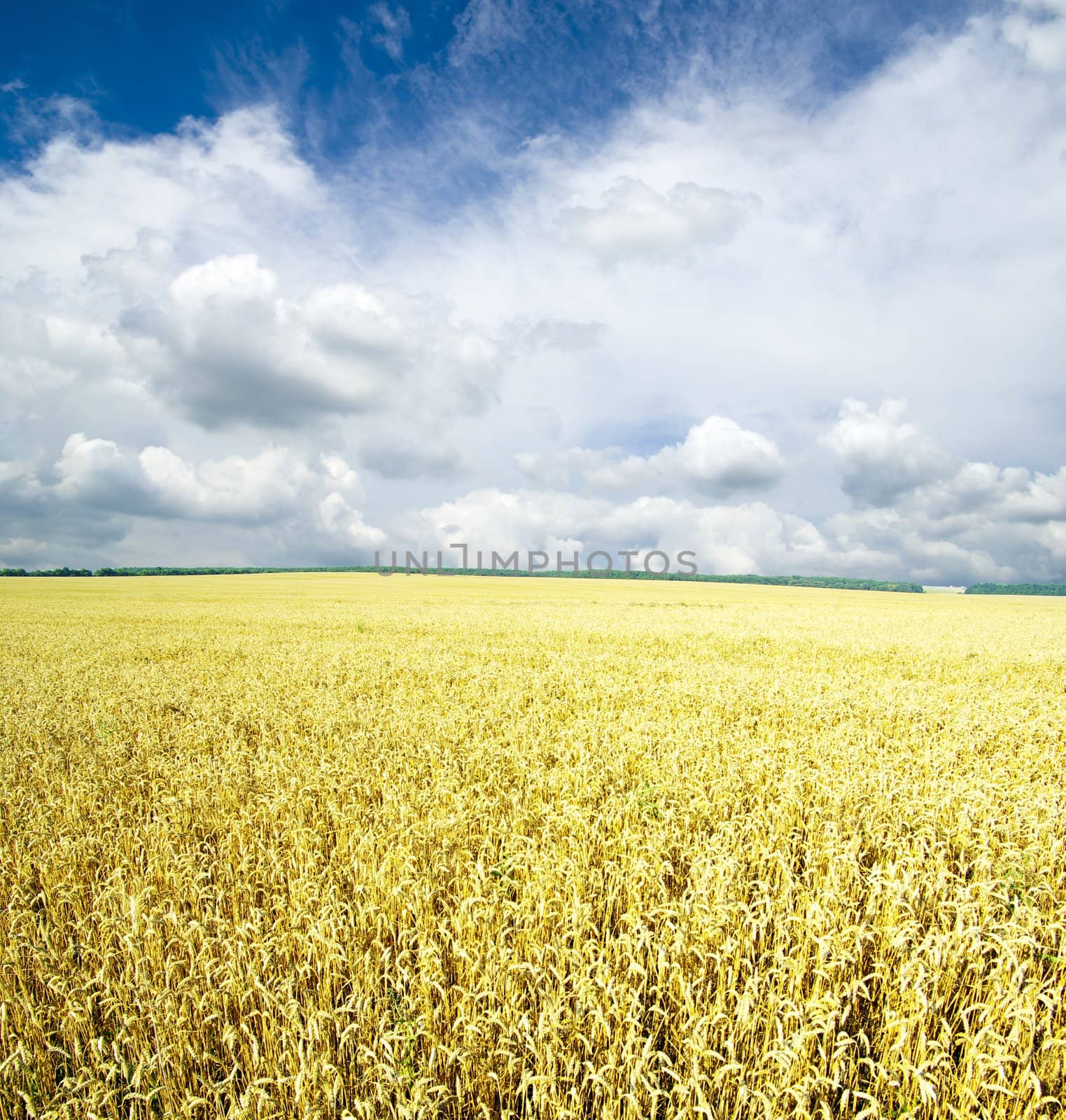 Field of wheat over blue sky