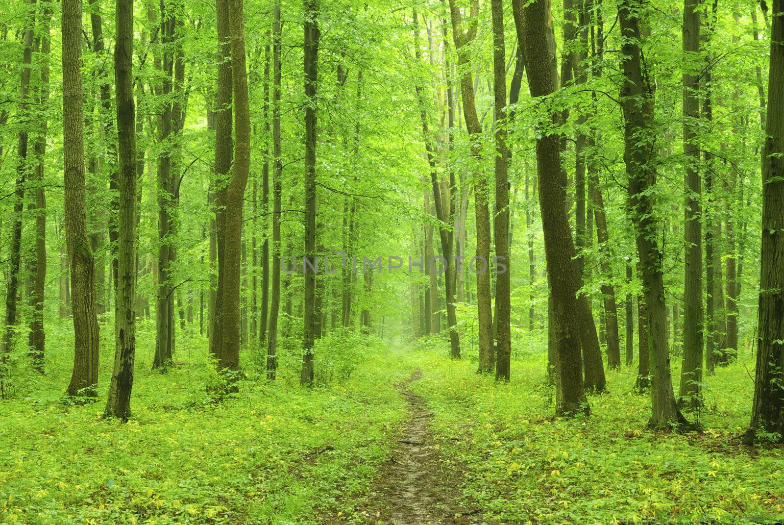 a path is in the green forest
