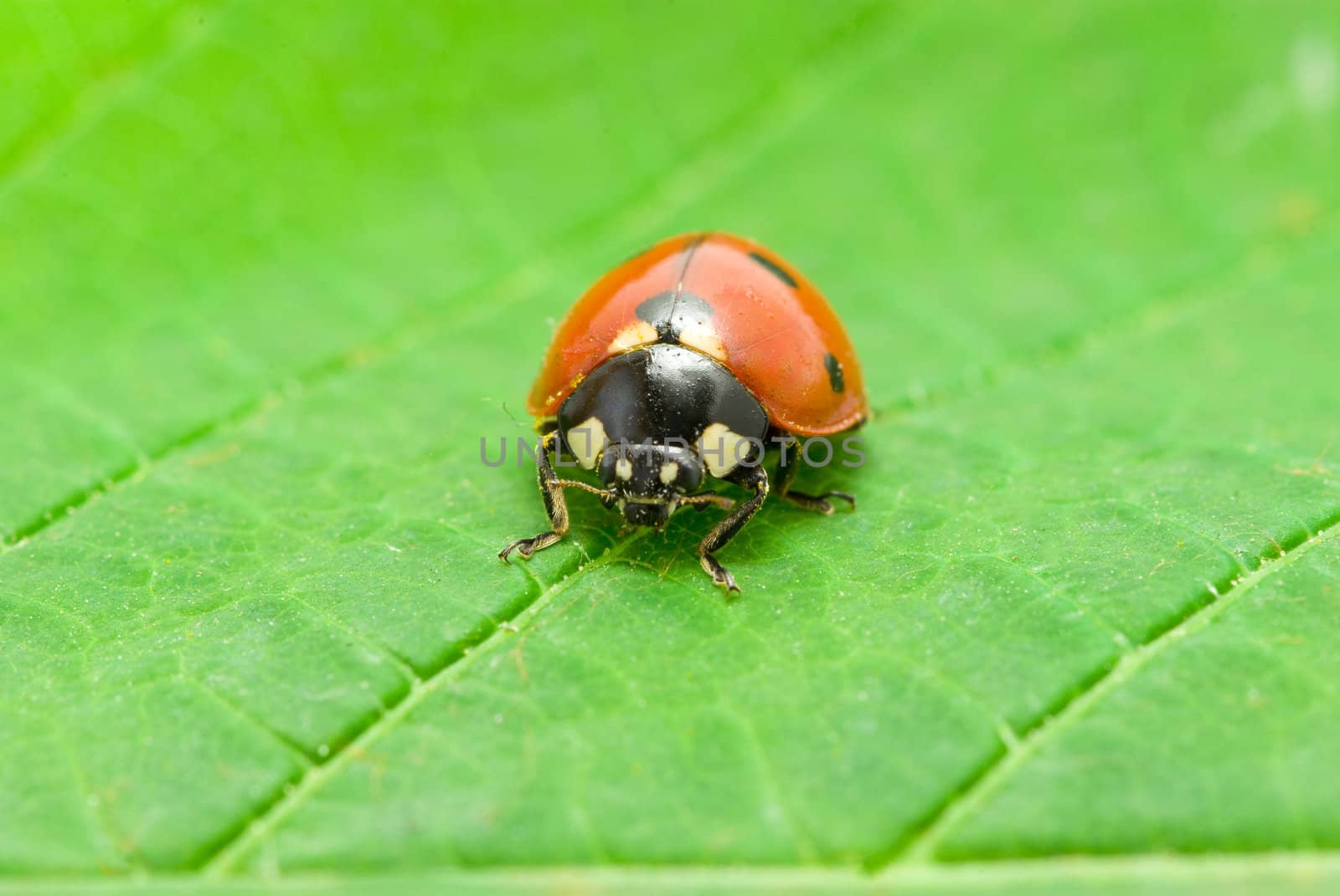 red ladybug on green grass isolated on white