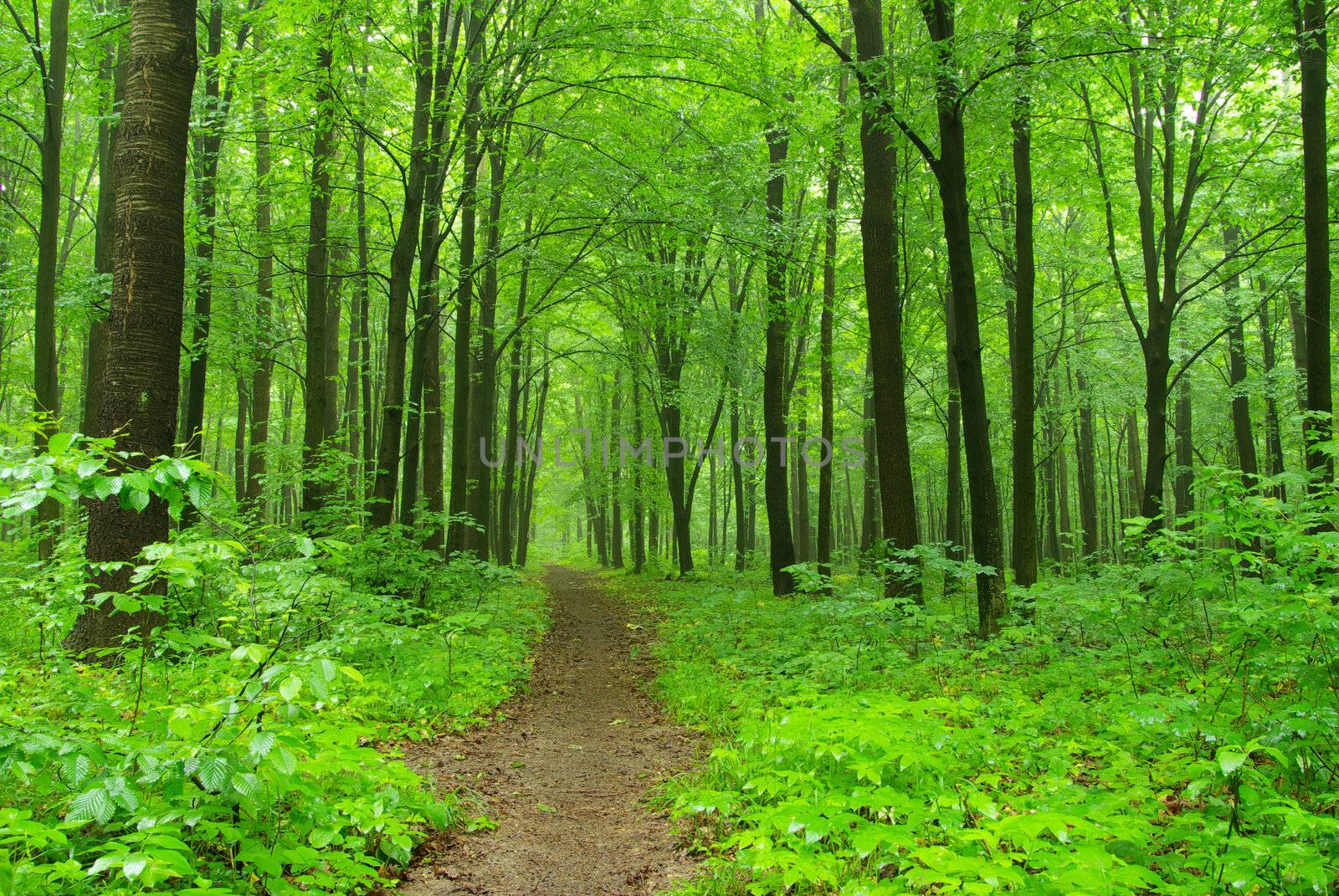 a path is in the  green forest     