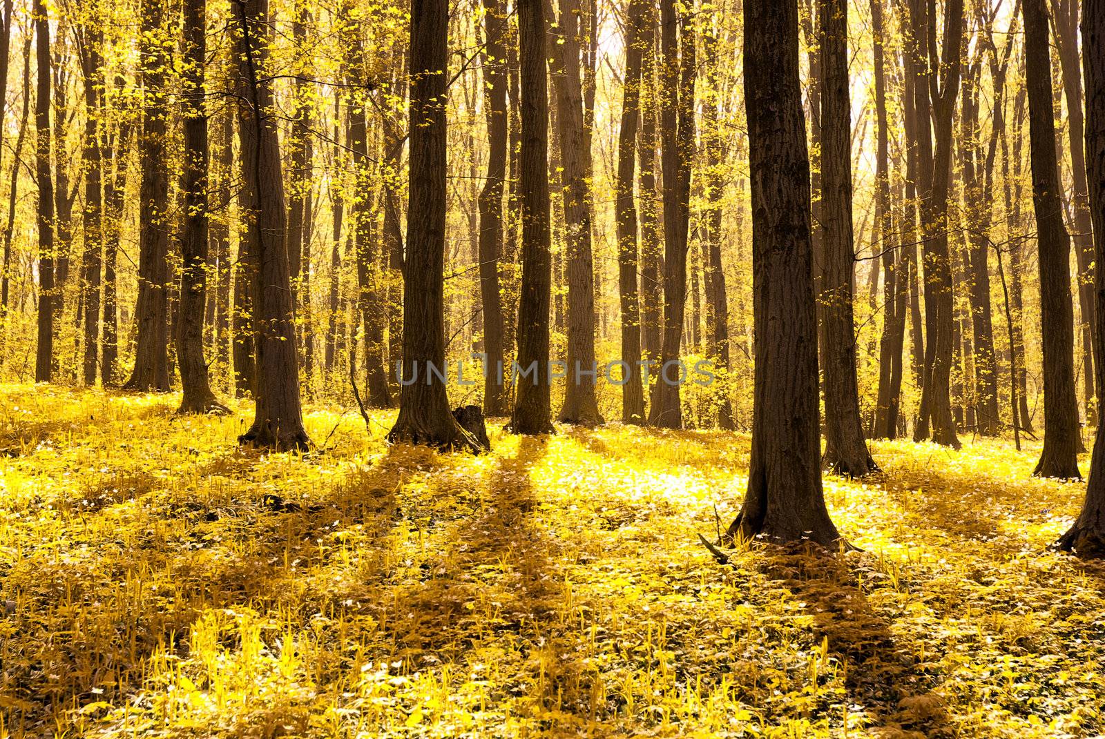 a path is in the autumn forest