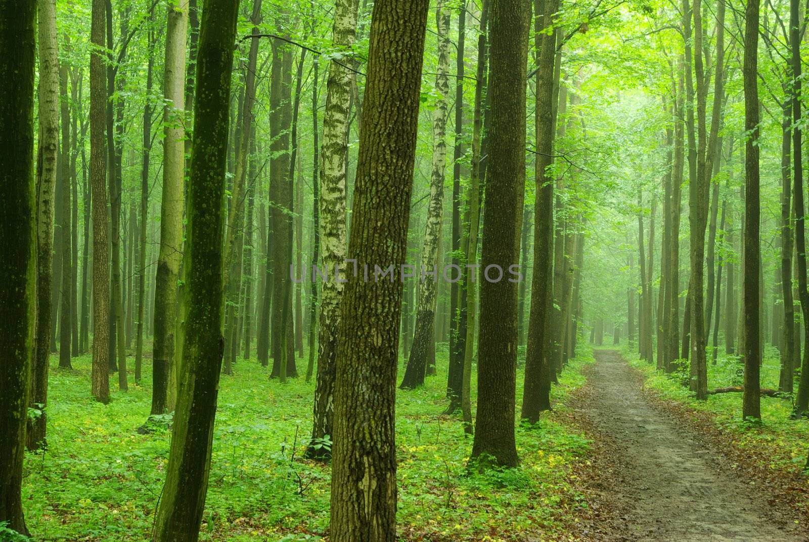 green forest background in sunny day