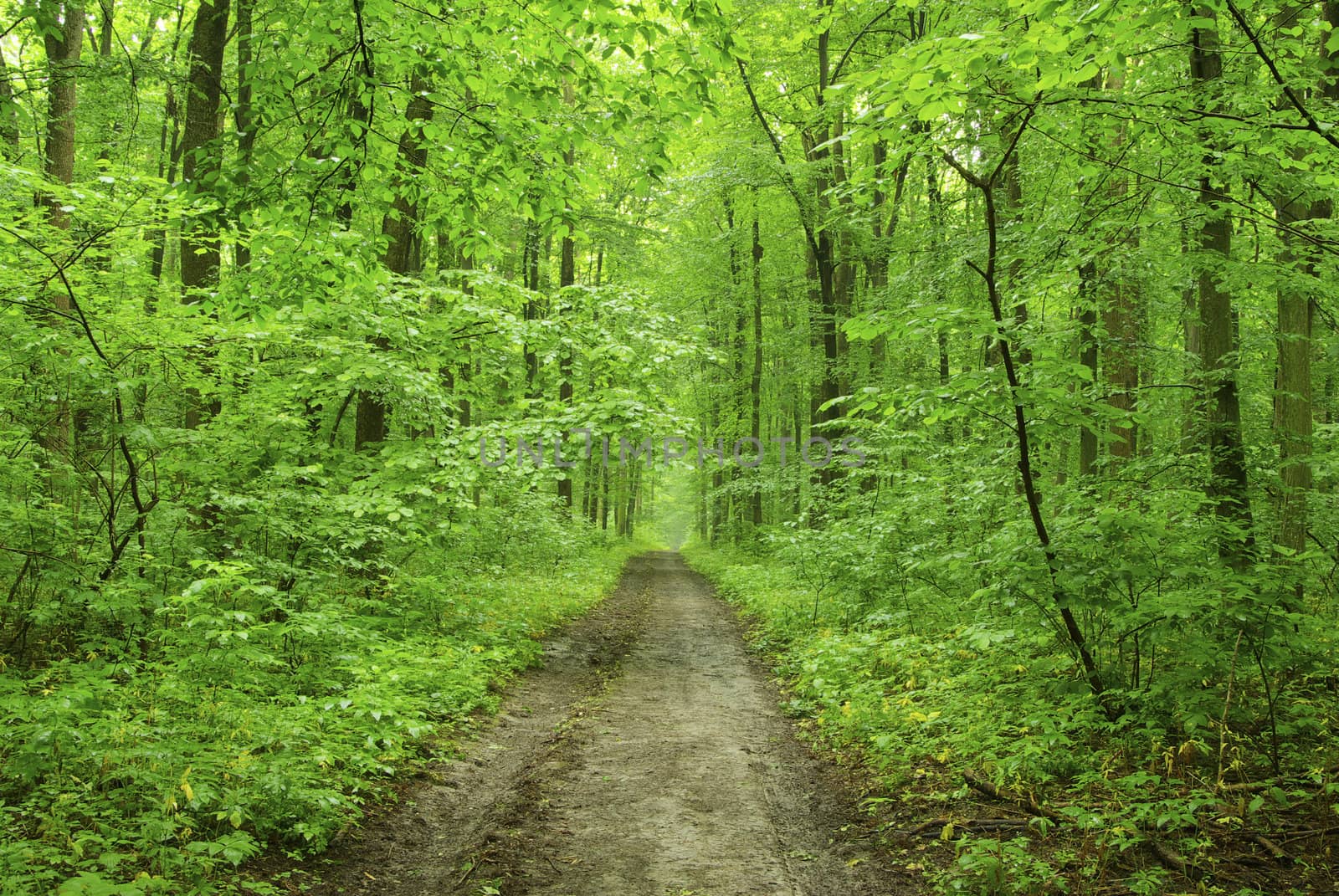 a path is in the green forest     