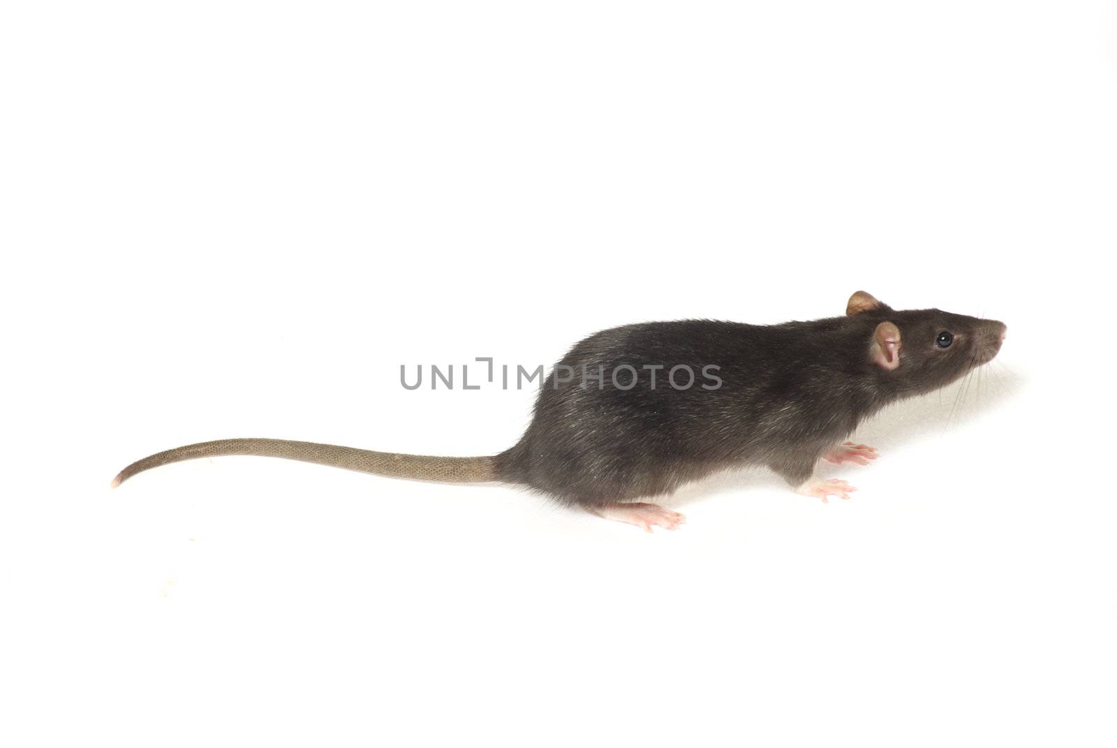  rat  isolated on white background