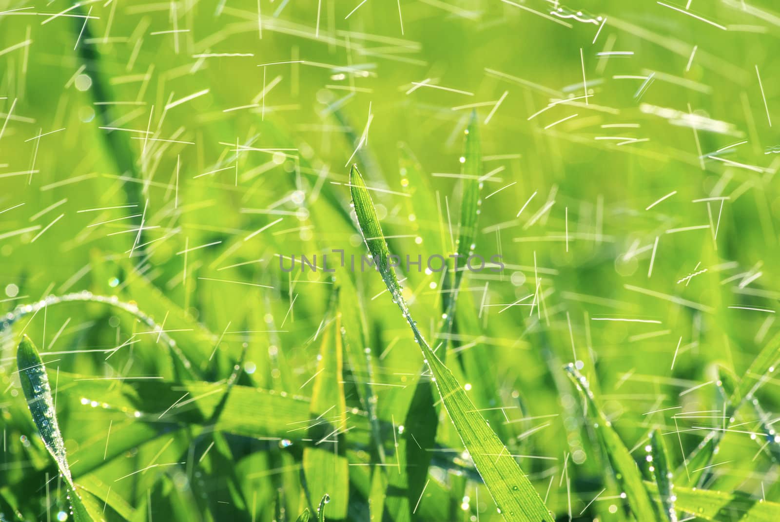Green grass texture from a  field            
