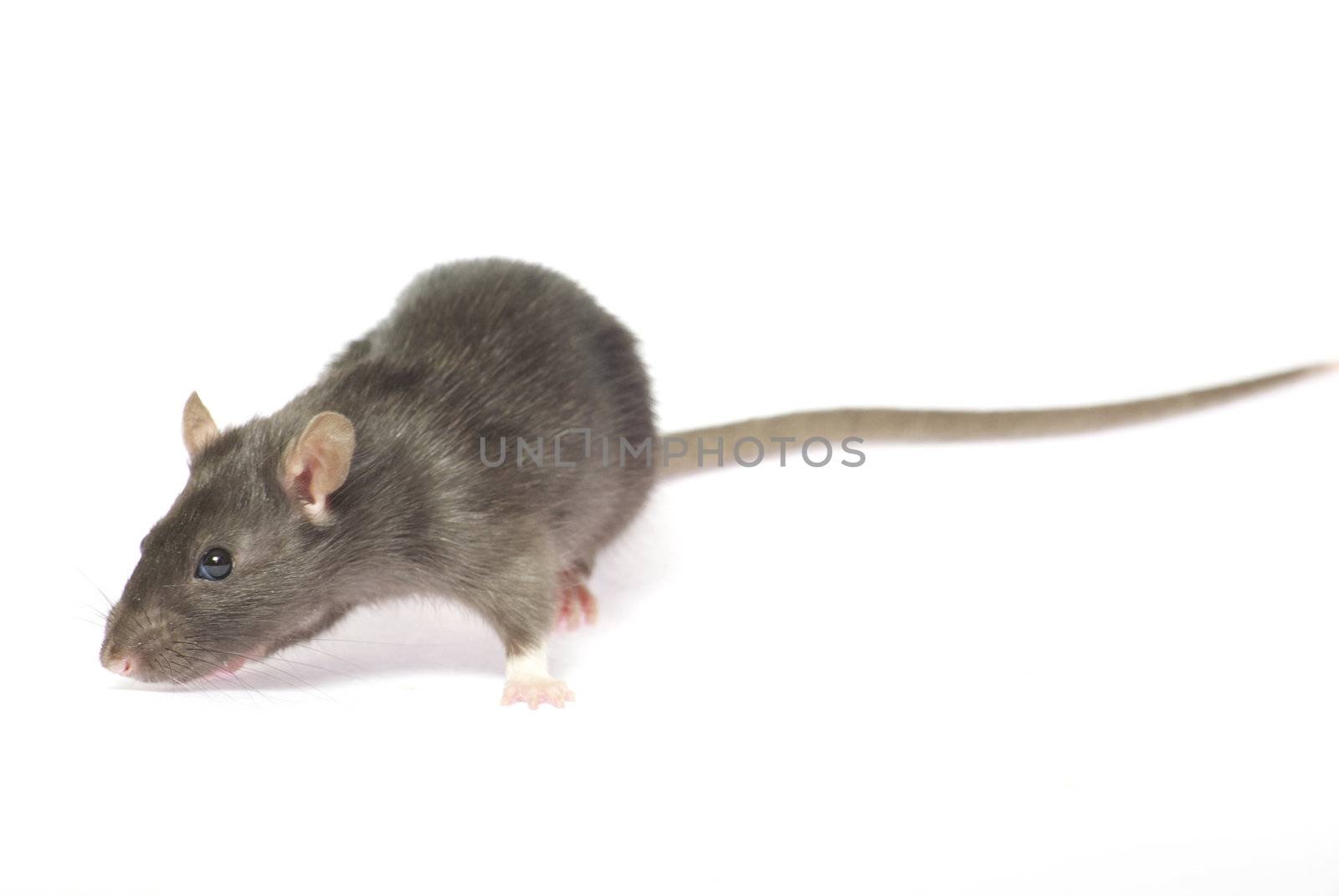 grey rat  isolated on white background
