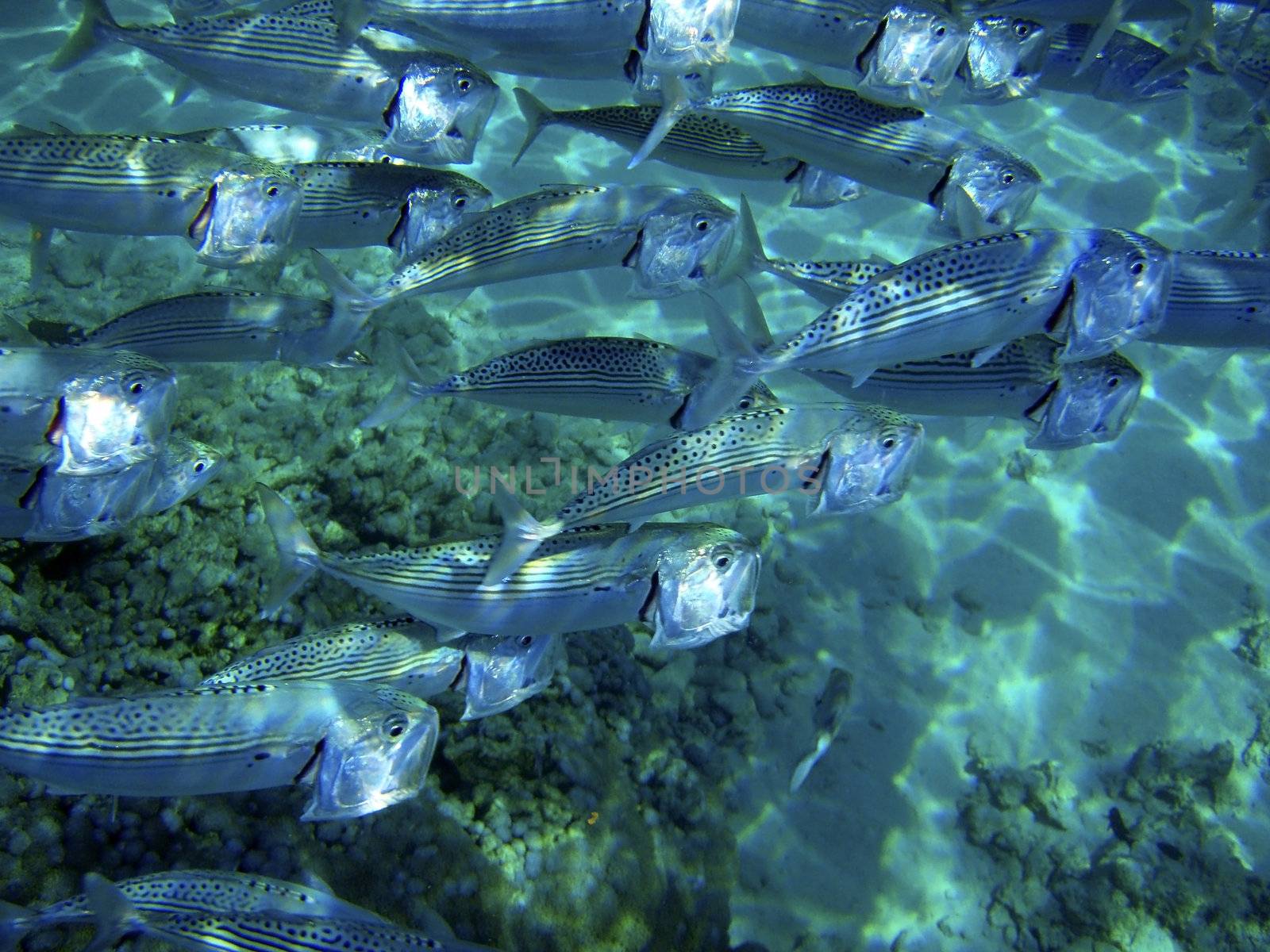Underwater close up of fish school feeding. Red Sea, Egypt. by borodaev