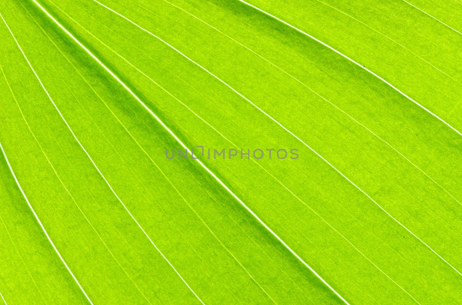structure of leaf natural background
