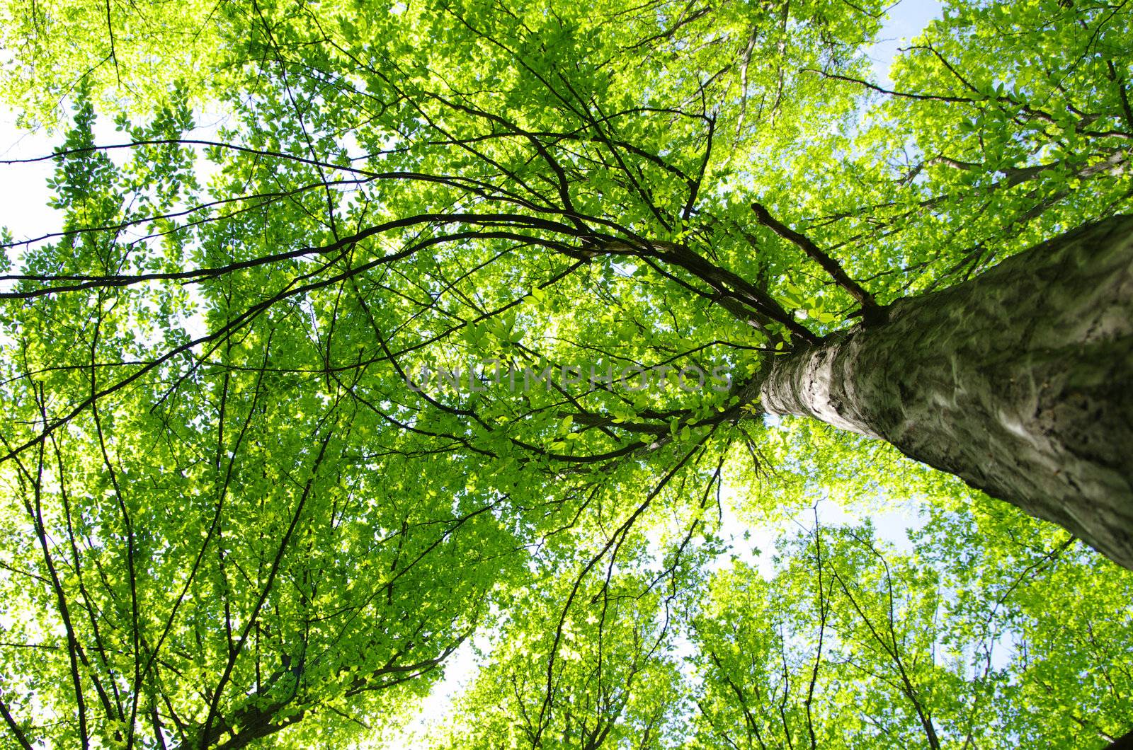 green forest background in a sunny day