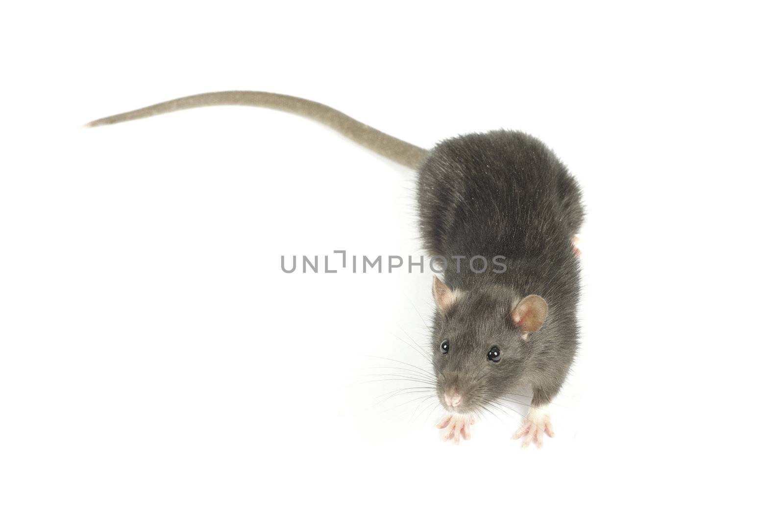 funny rat  isolated on white background