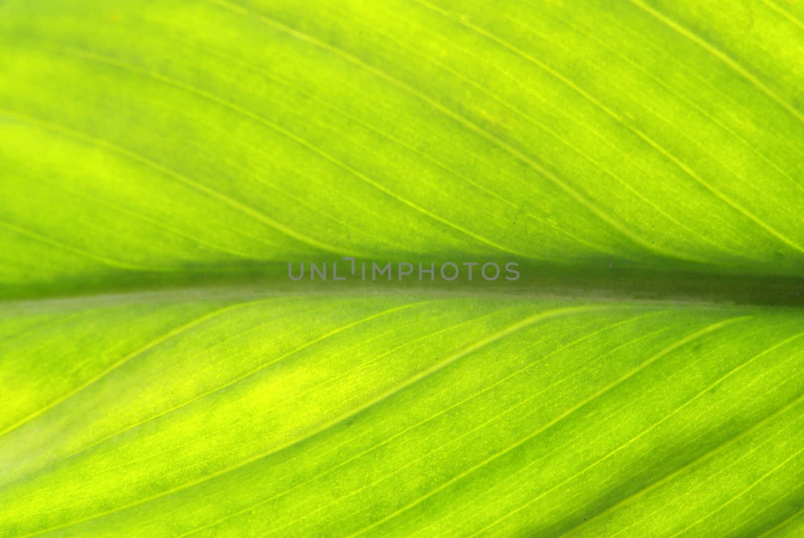 structure of leaf natural background