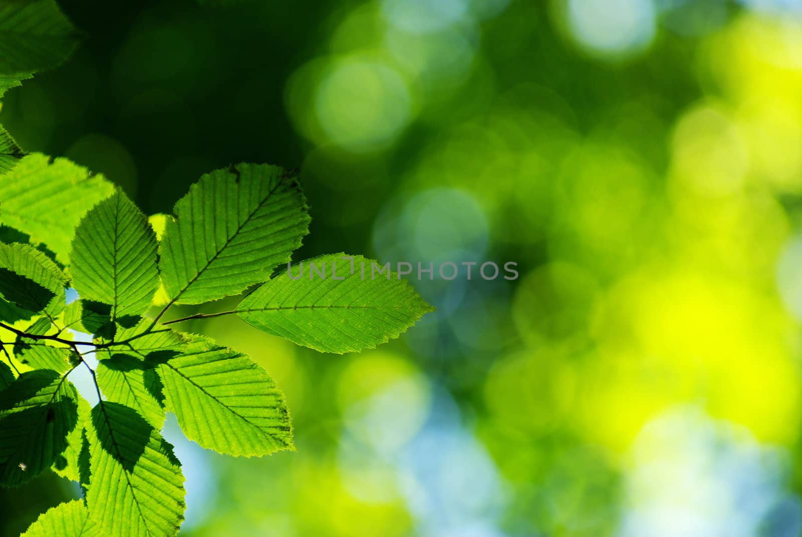 green leaves background in sunny day