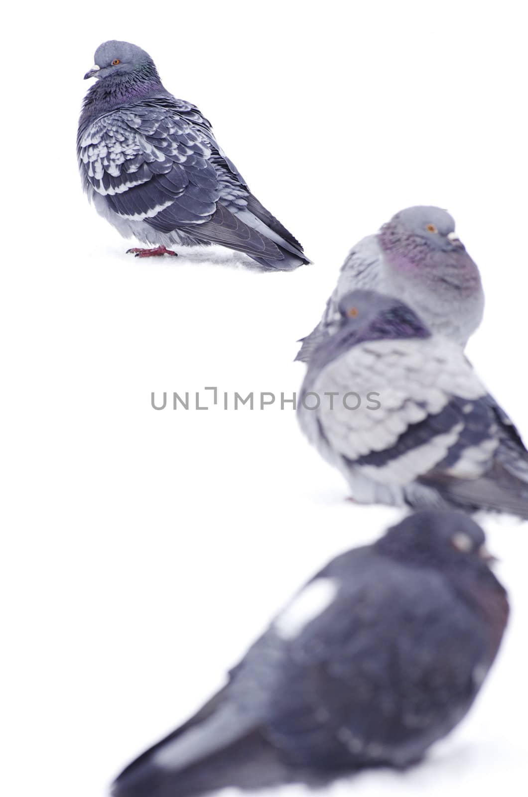  pigeons isolated on white background