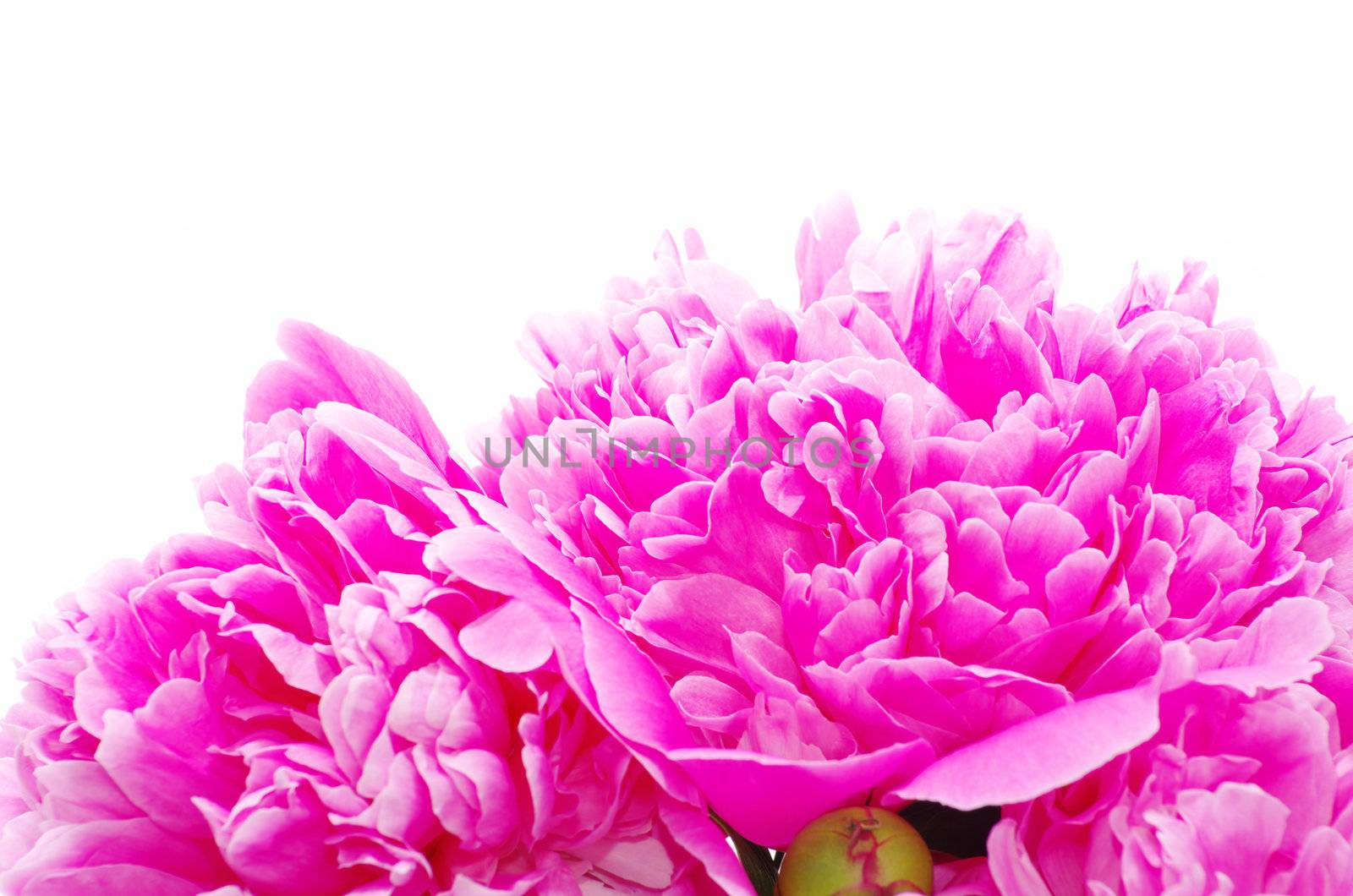 pink peony on a white background