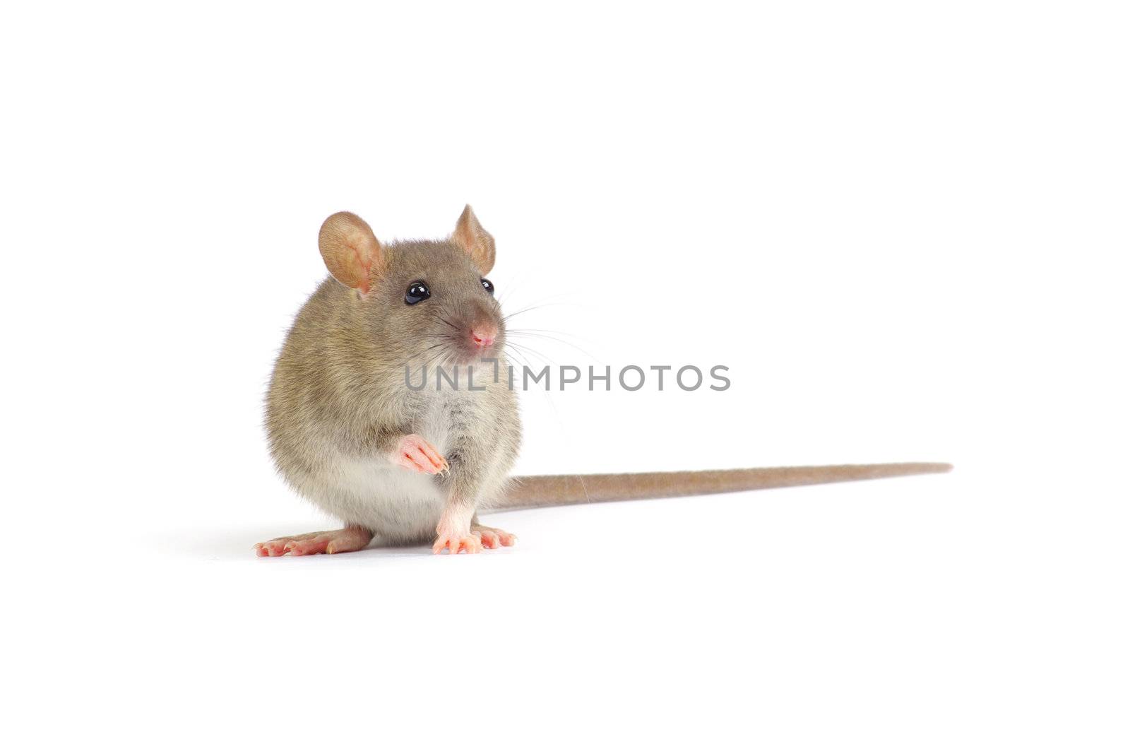 rat isolated on white background