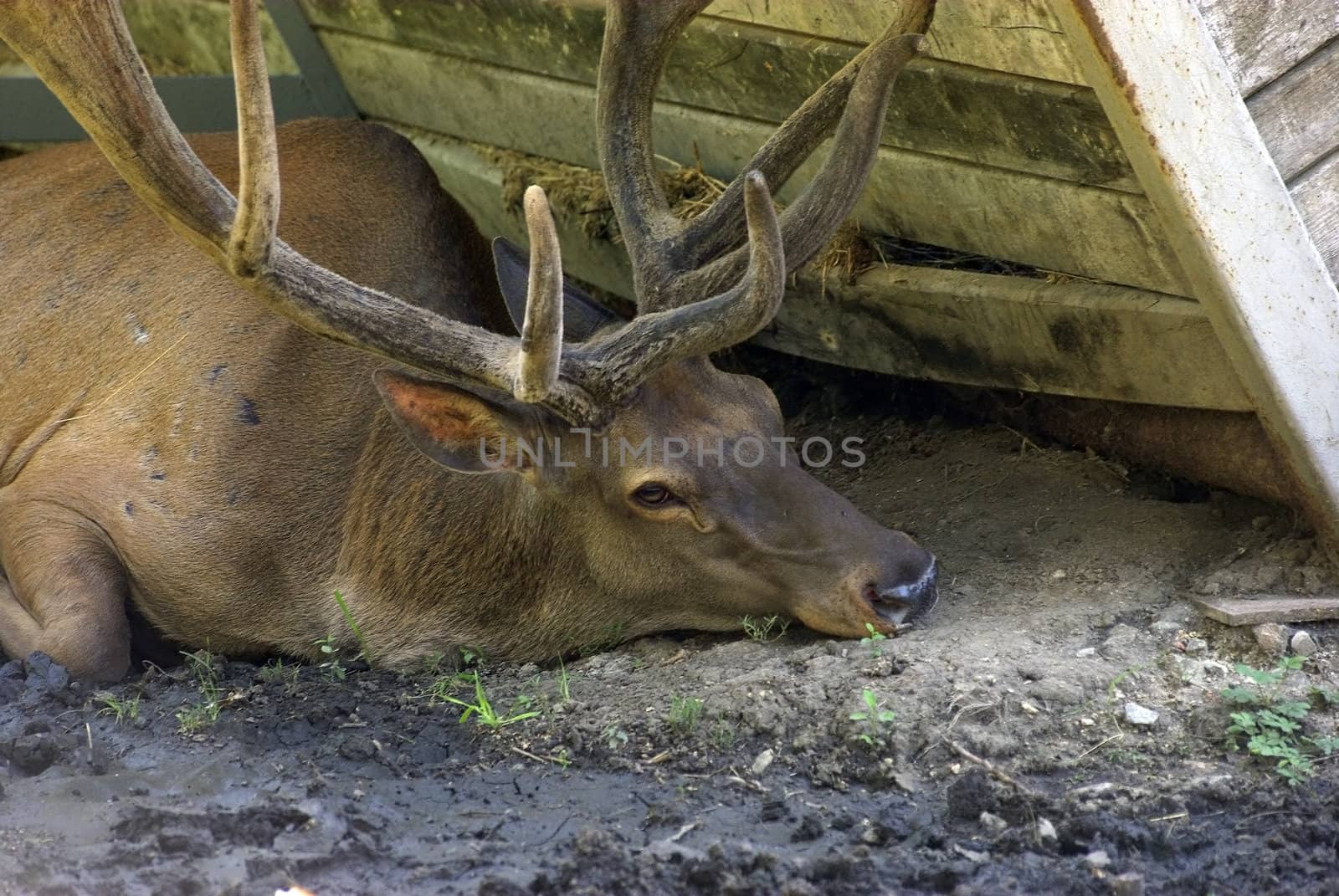 Close up photo of deer laying on earth. Hot day at zoo.