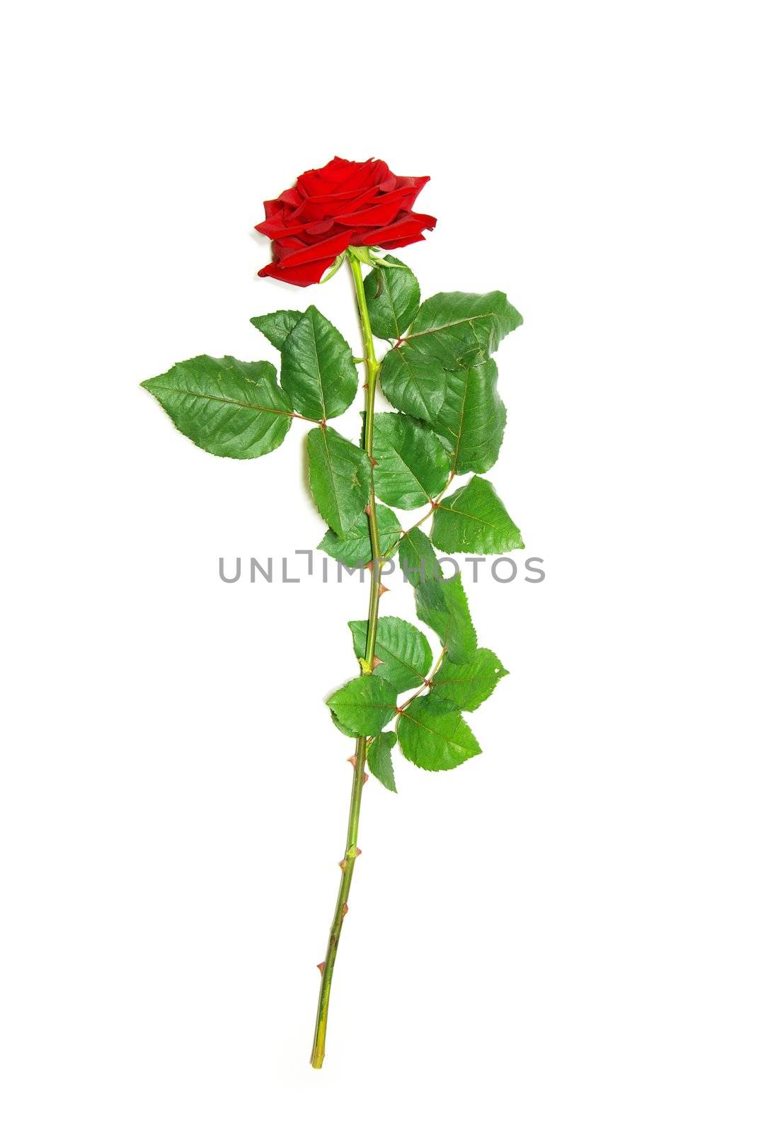 beautiful red rose on a white background