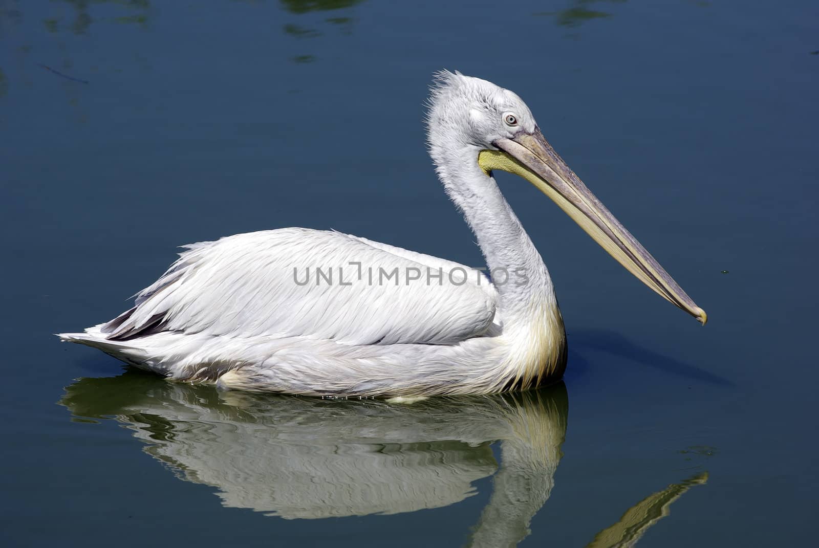 Single pelican is swimming in lake. Zoological garden. by borodaev