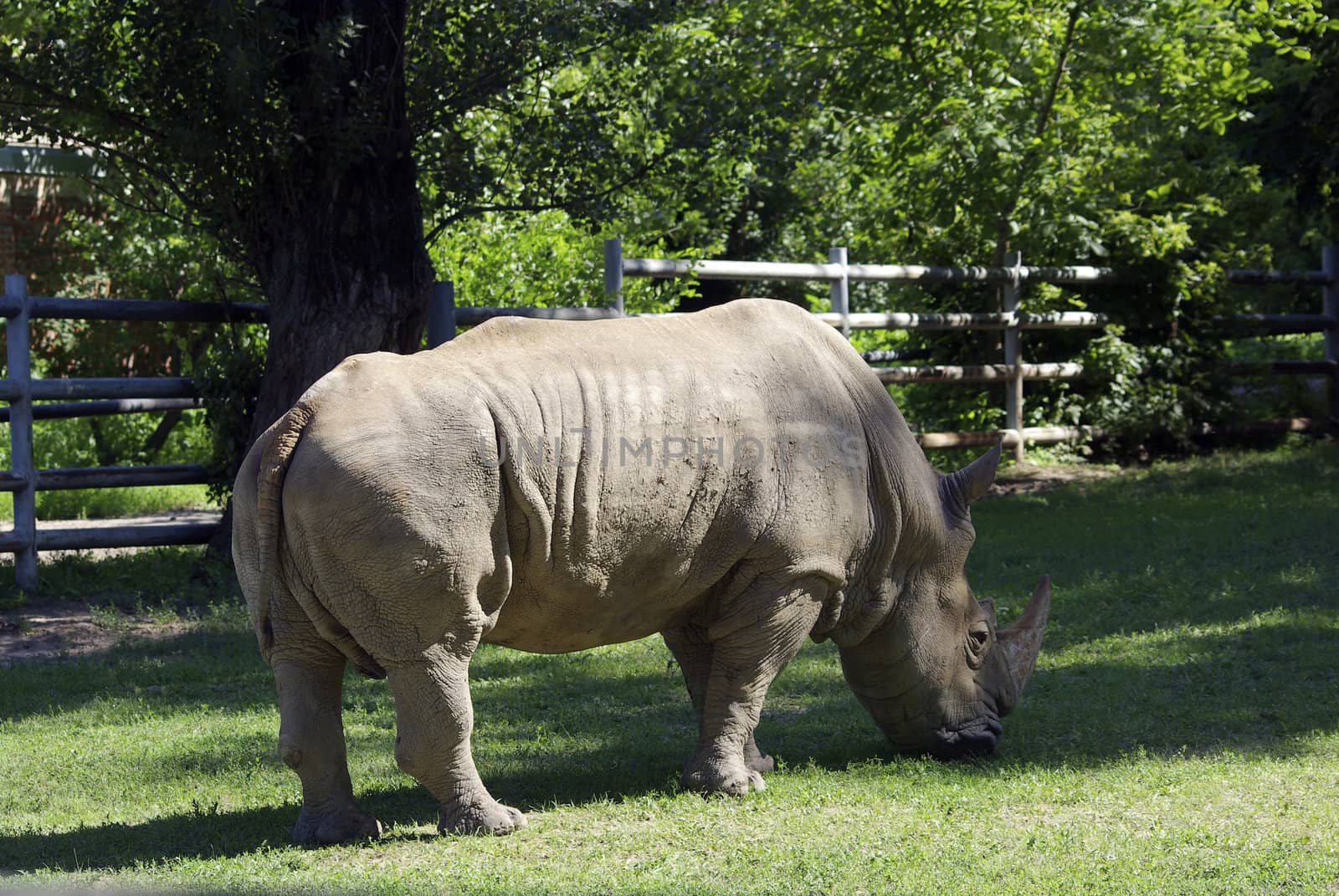 Rhino eating green grass. Hot day at zoo. by borodaev