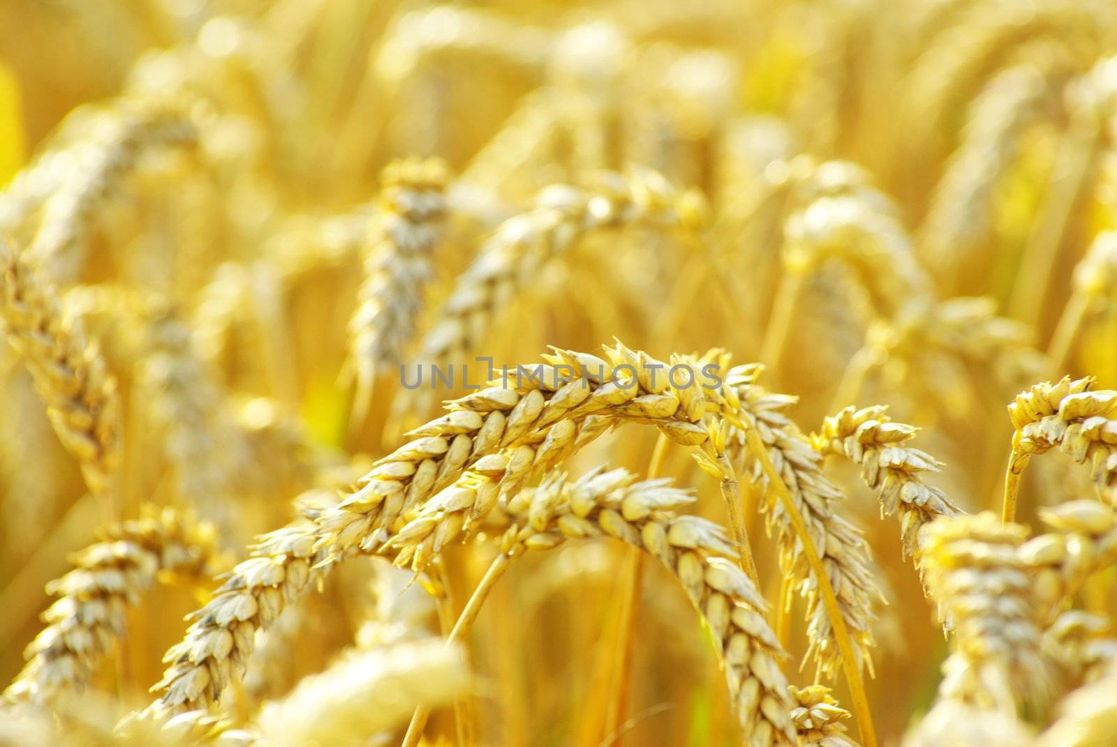 grain ready for harvest growing in a farm field