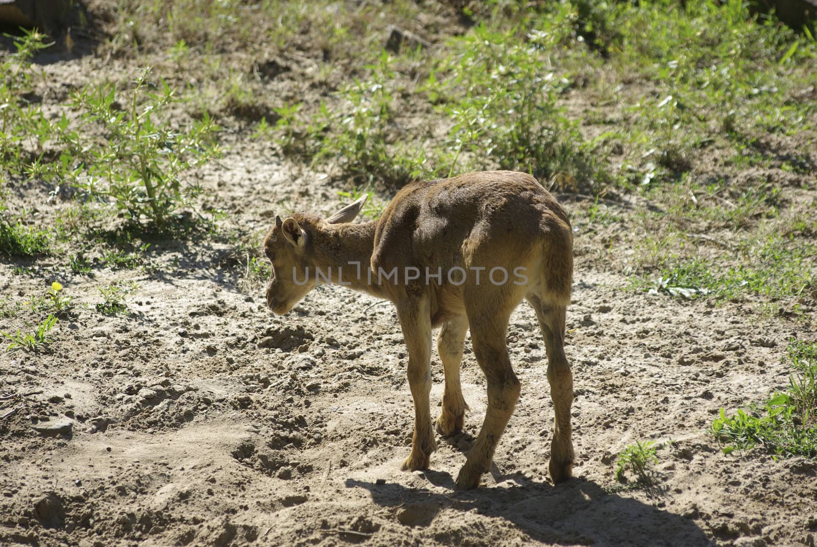 Young pretty deer looking for eat. Summer day at the zoo. by borodaev