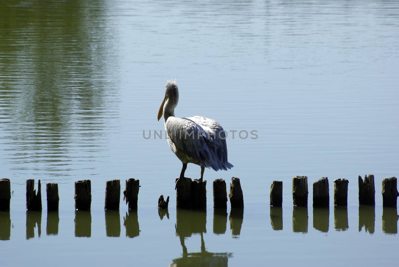 Pelican sitting on one of wooden posts. Lake in the zoo.