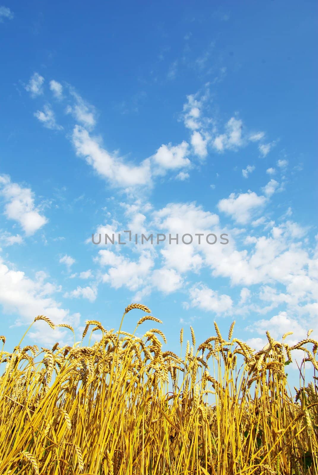 Field of wheat over blue sky