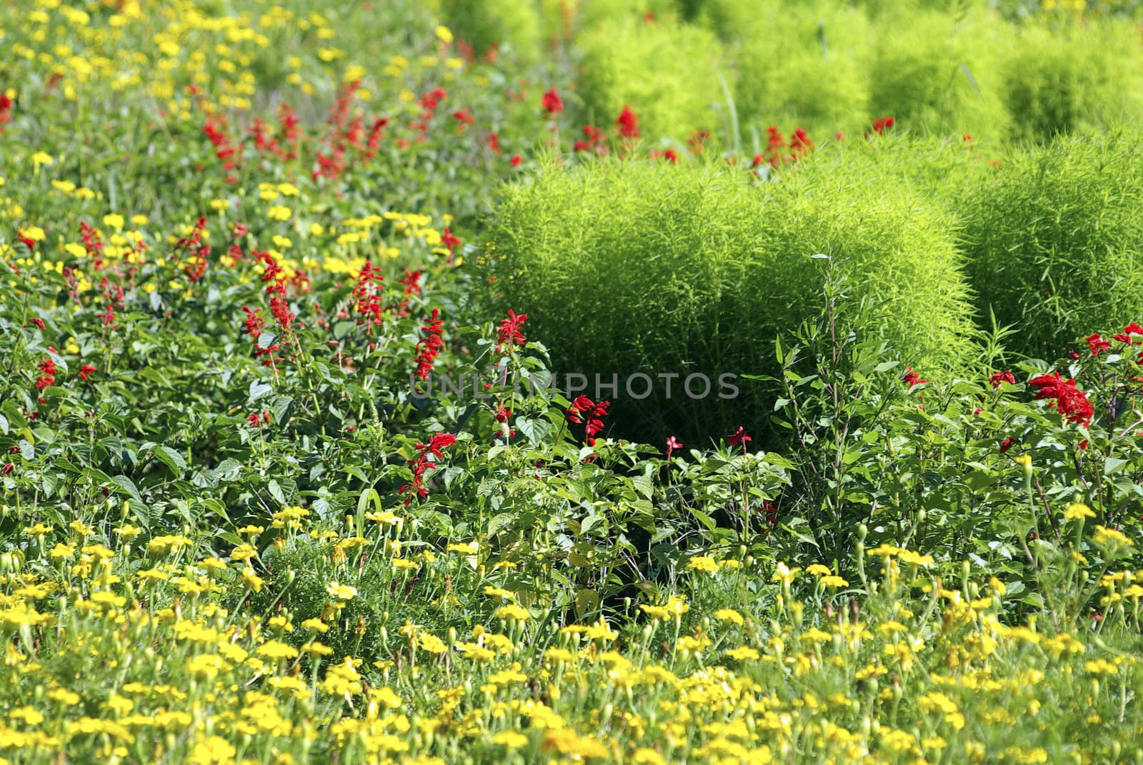 Lot of red and yellow flowers. Green meadow. Summertime.