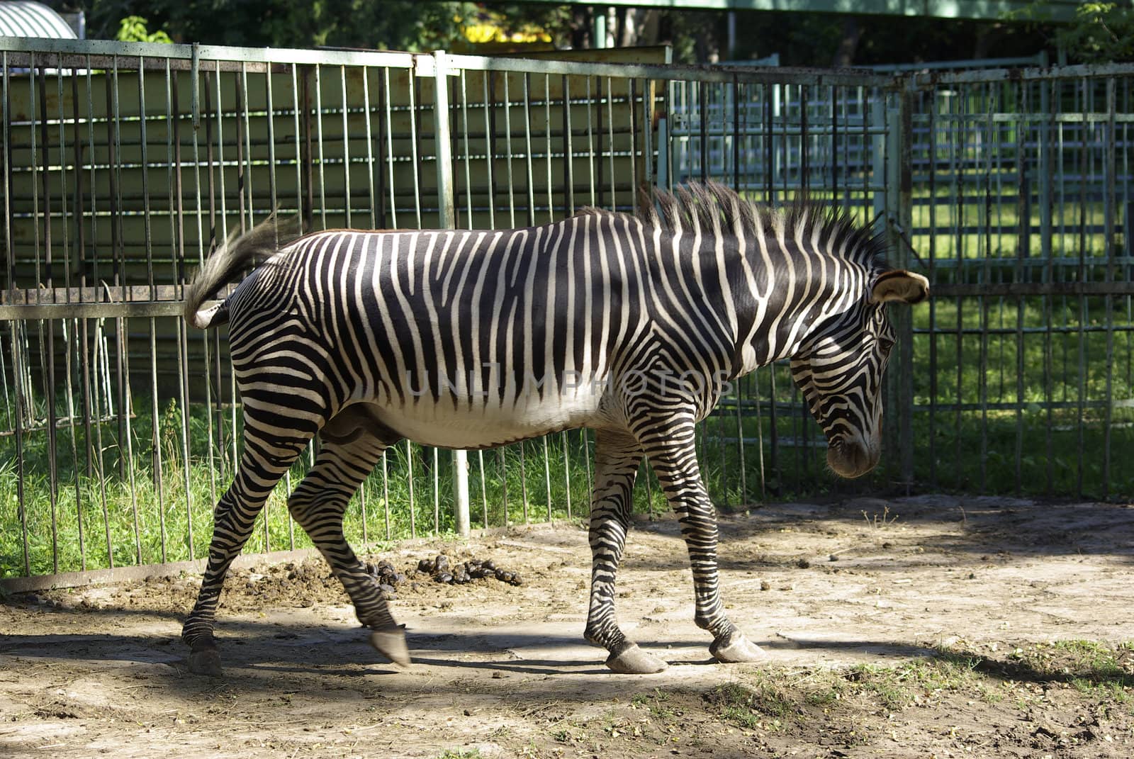 Zebra walking in zoological garden. Summer holidays by borodaev