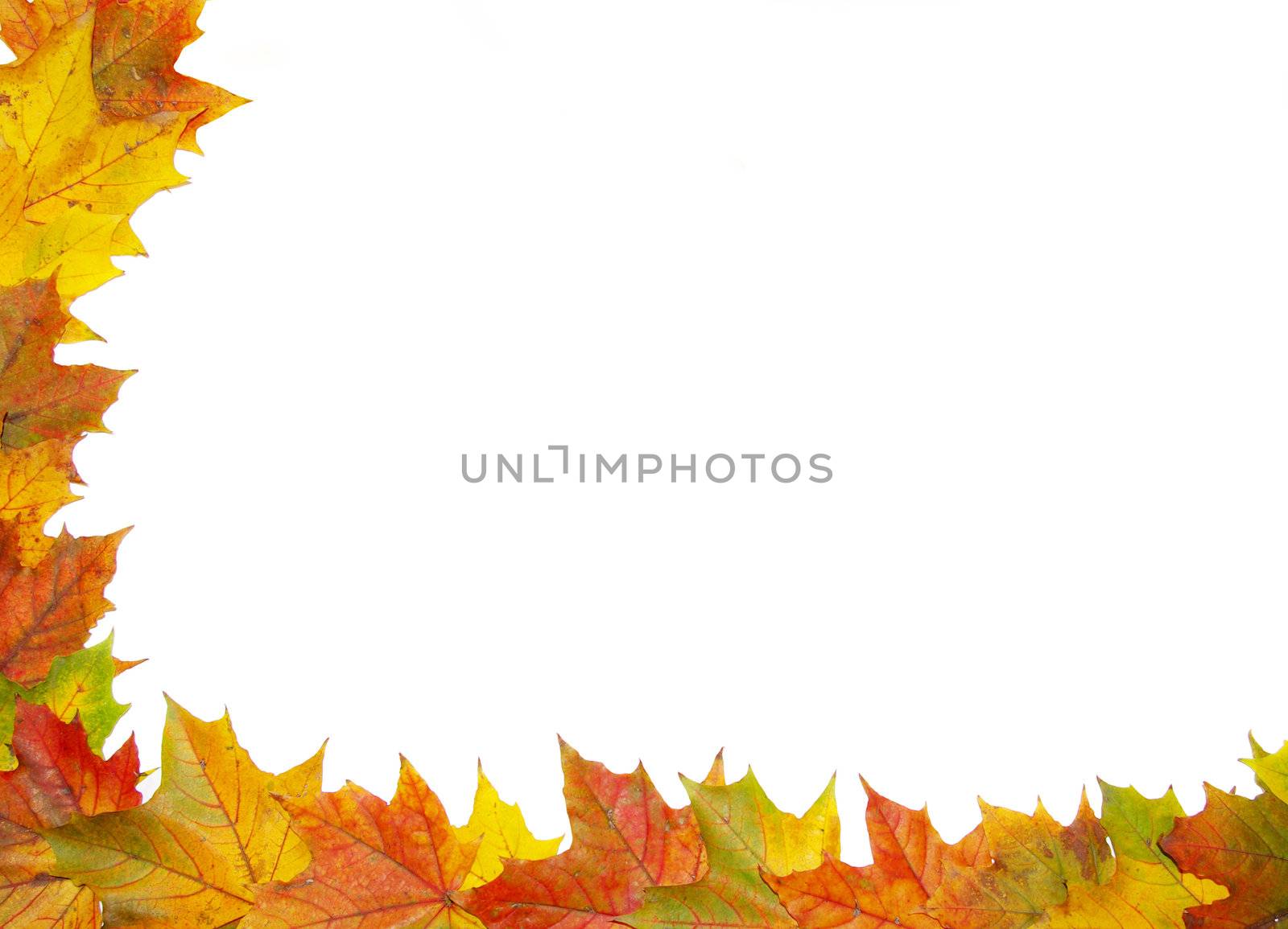 Frame with colored autumn maple leaves - white background