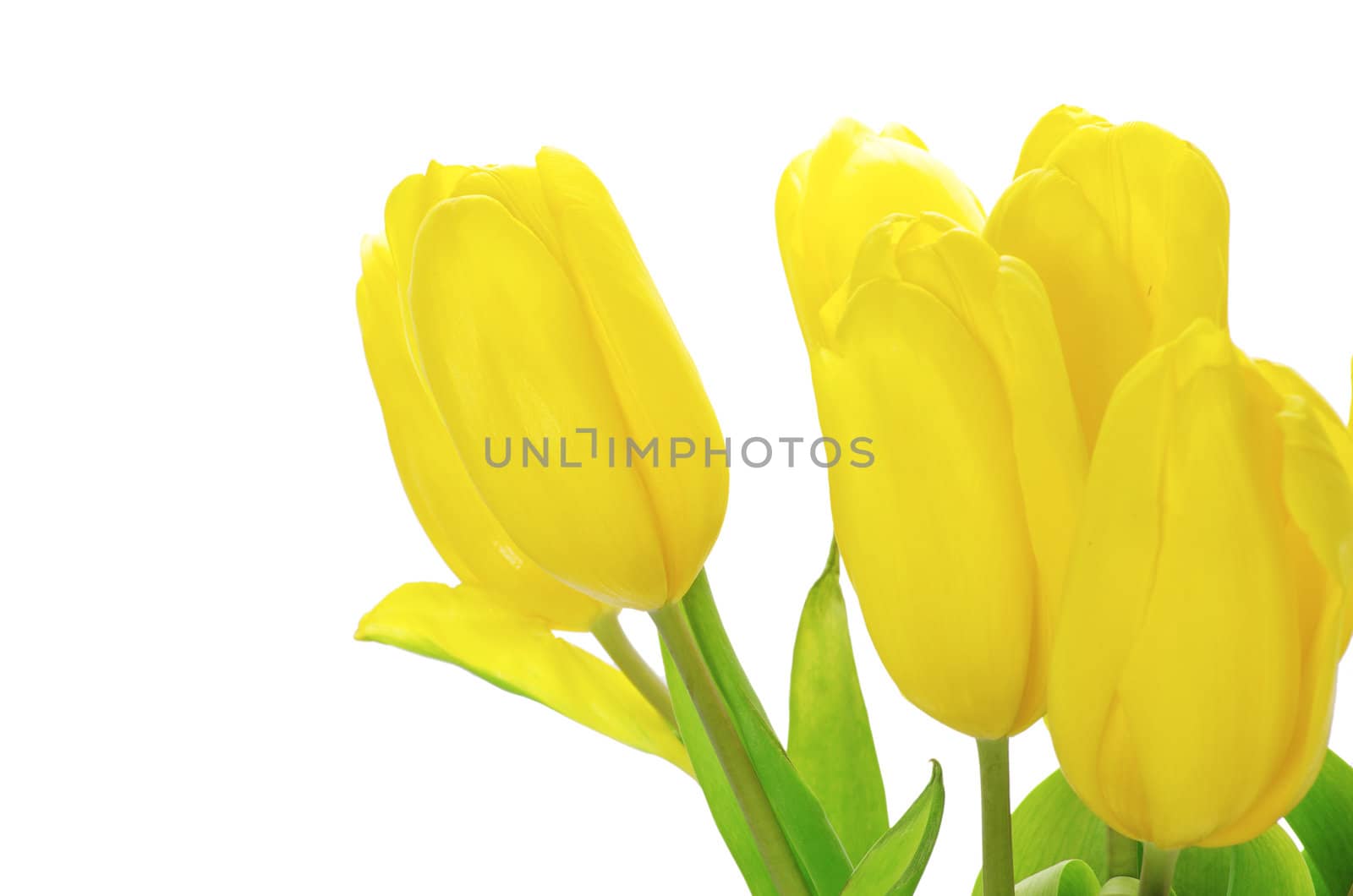 yellow tulips isolated on white background