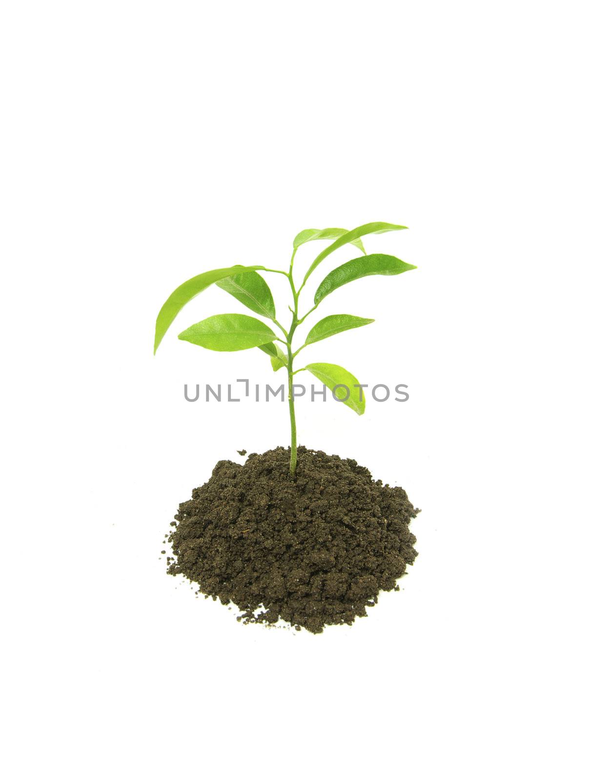 Little green plant on white background