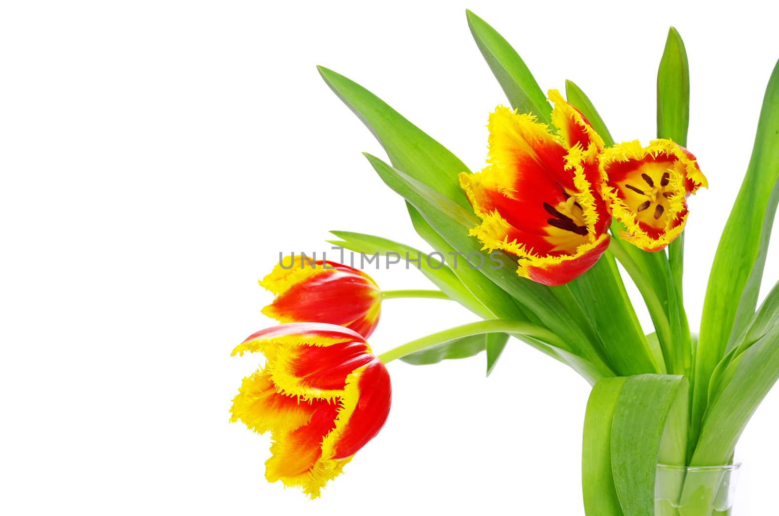 bouquet of yellow tulips isolated on white