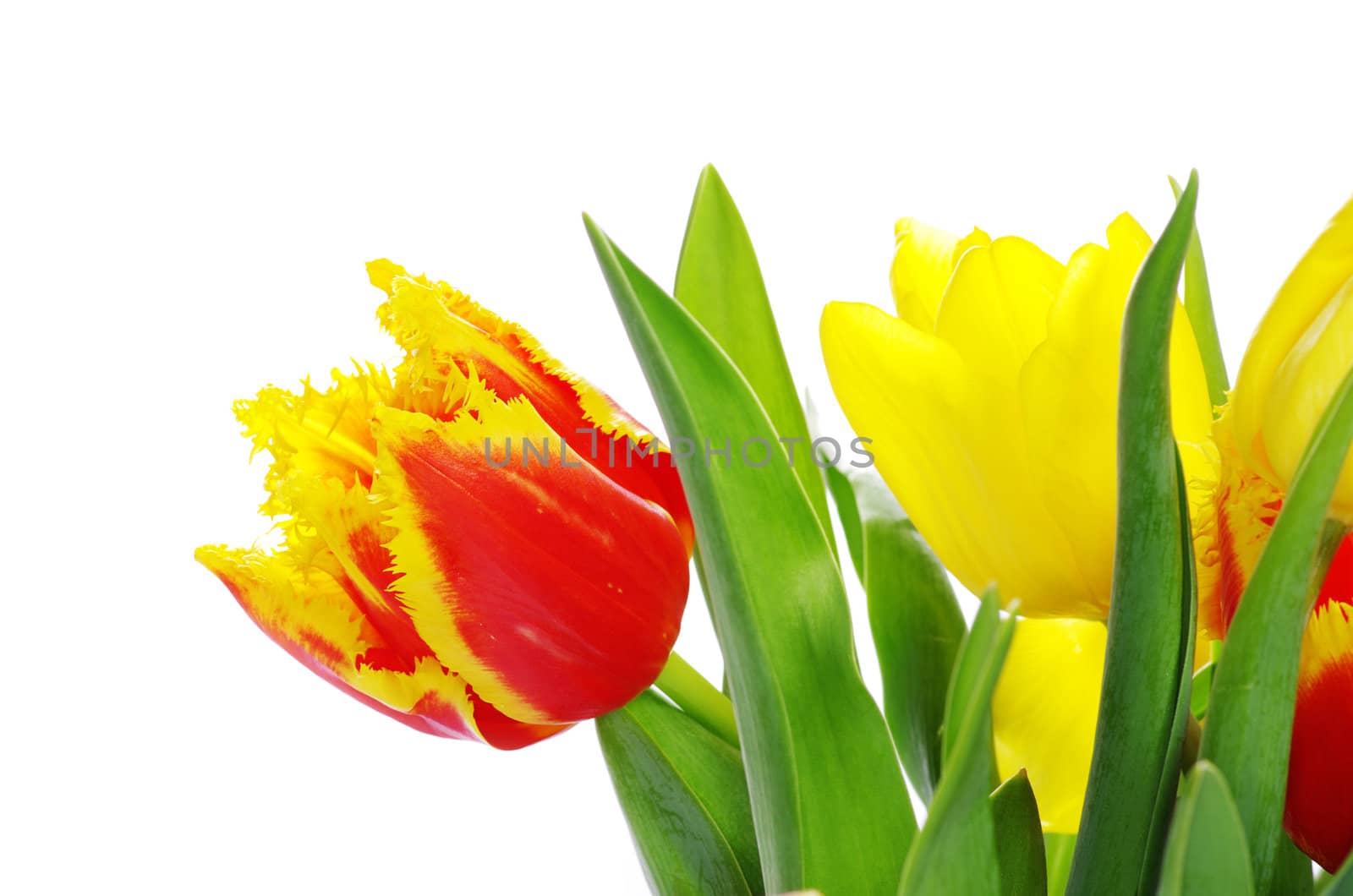 bouquet of the tulips on white background
