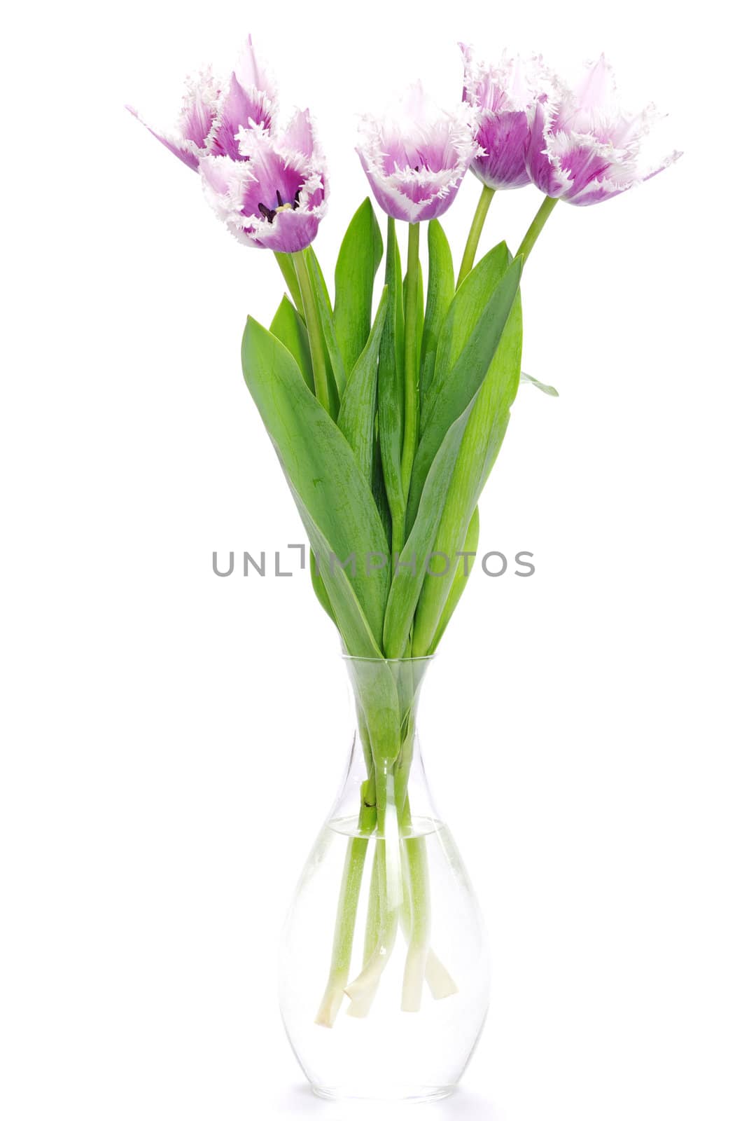 pink tulips on white background 