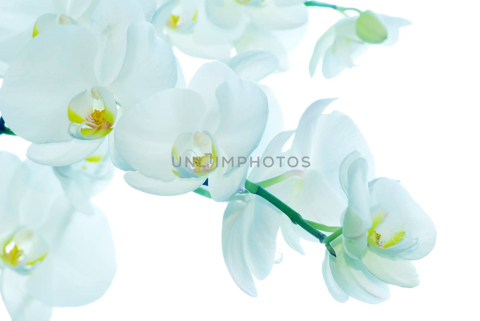 White orchid isolated on white background