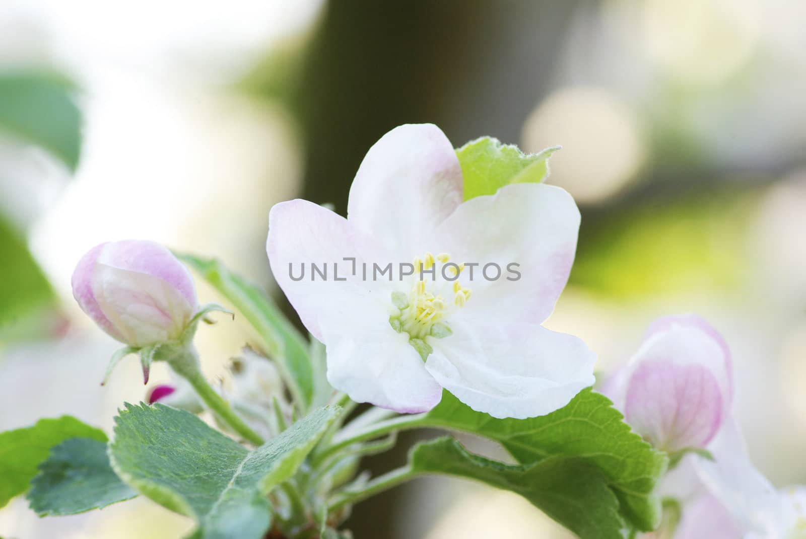  Close up of the cherry blossoms  