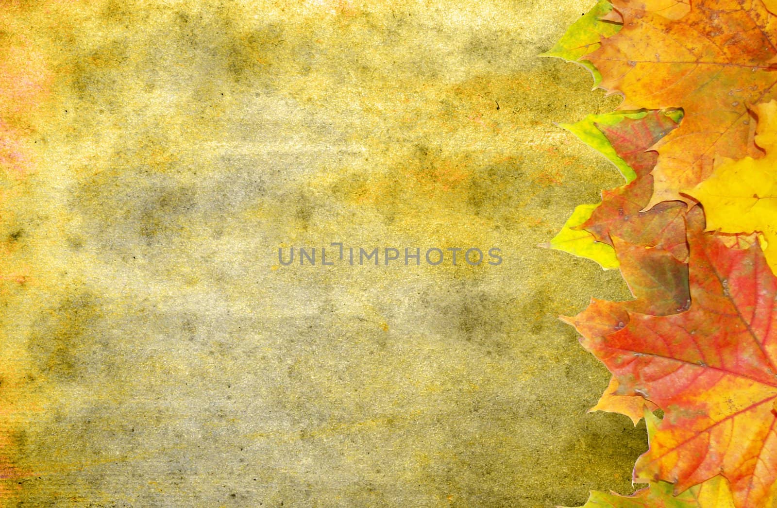 autumn maple leaves on grunge background 