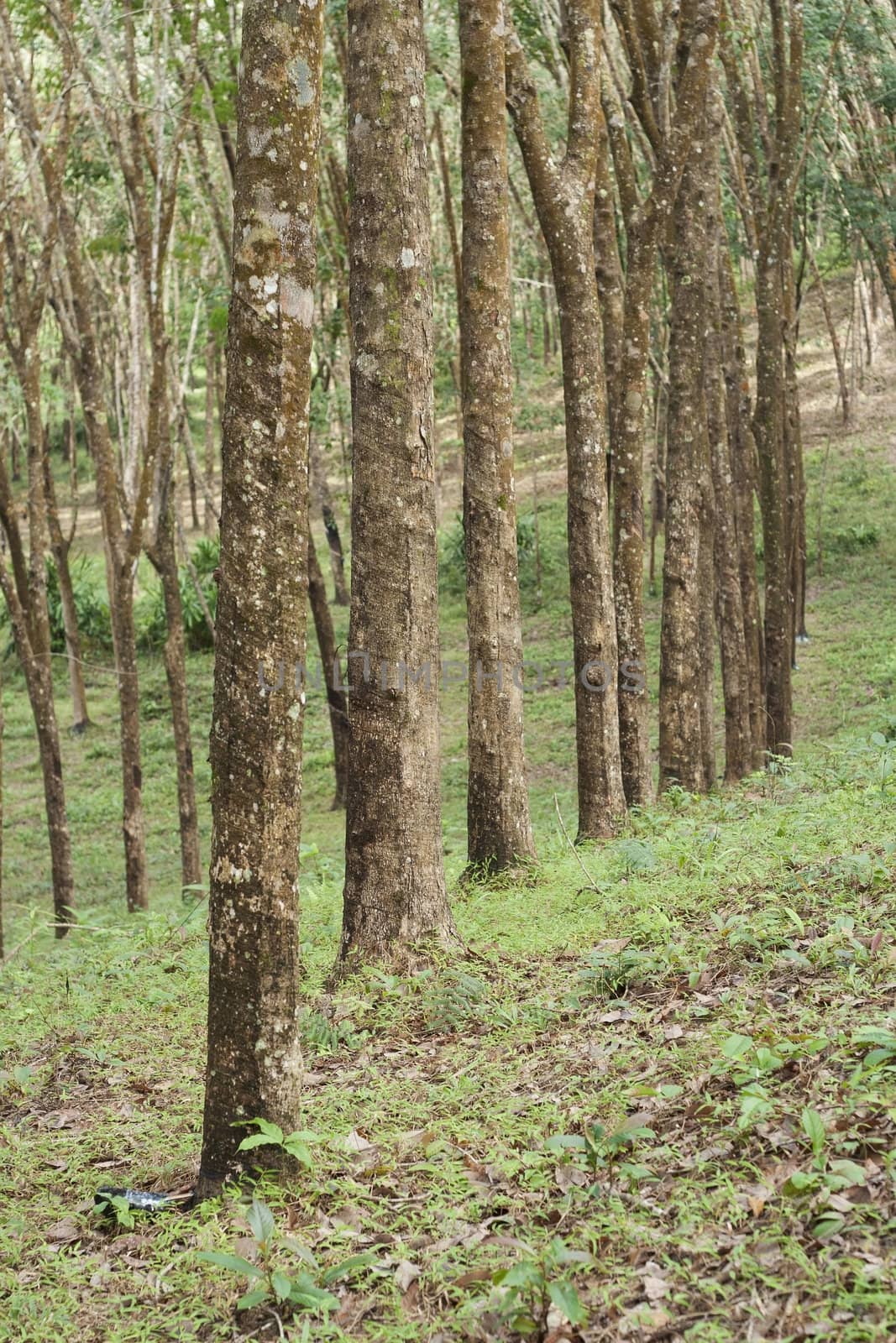 Rubber forest