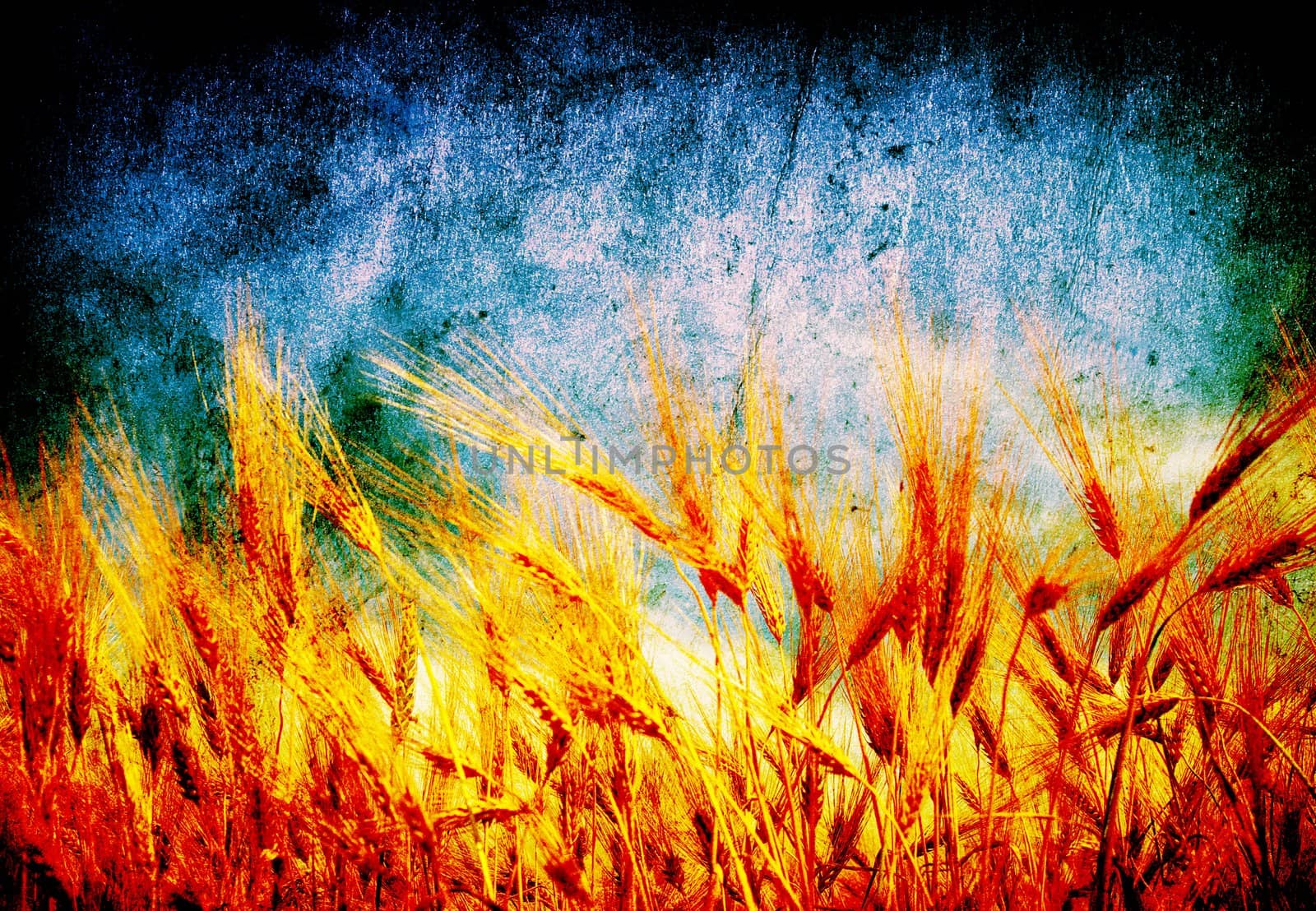 Wheat ears against the blue  sky