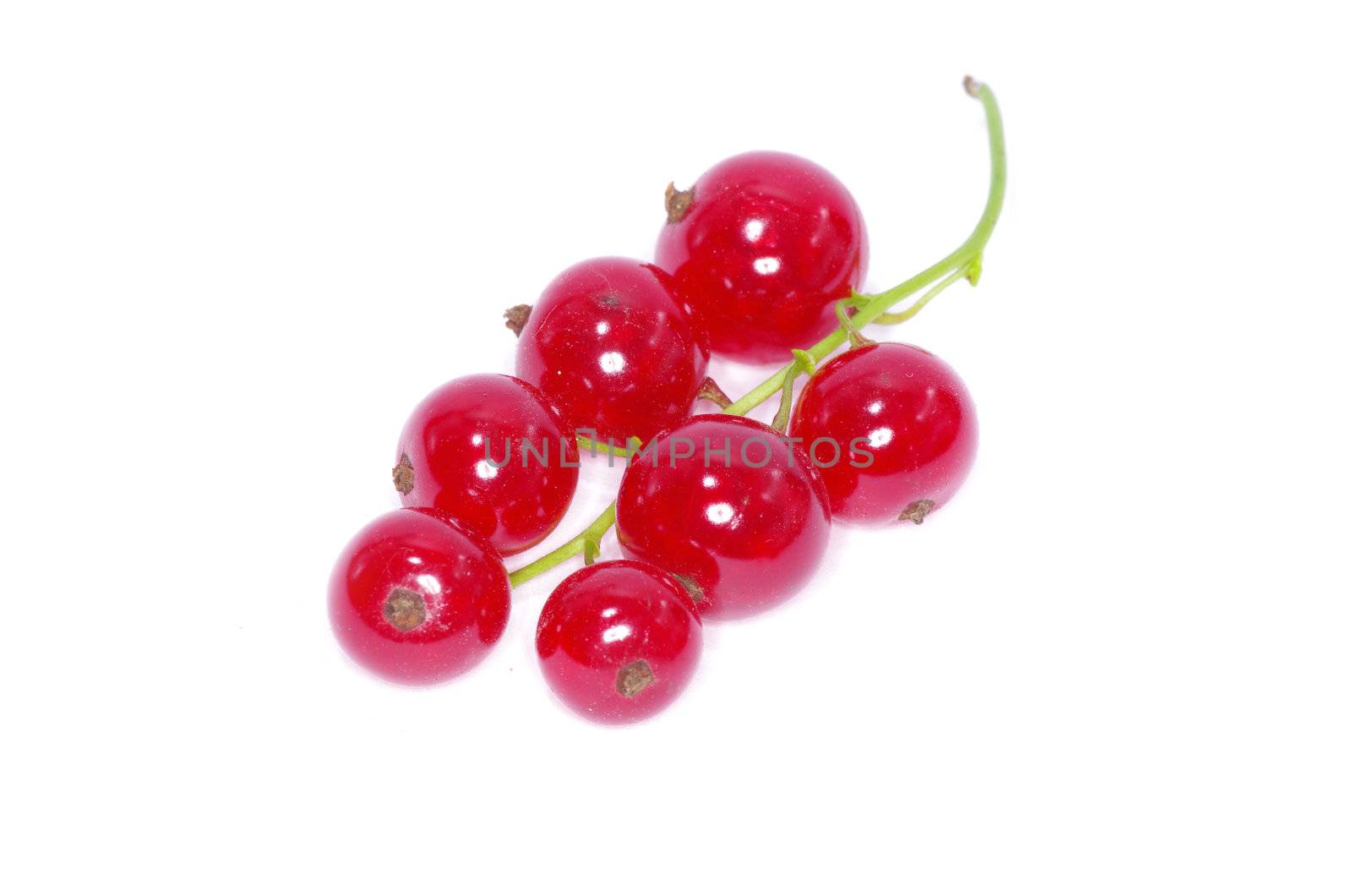 red currant isolated on a white background