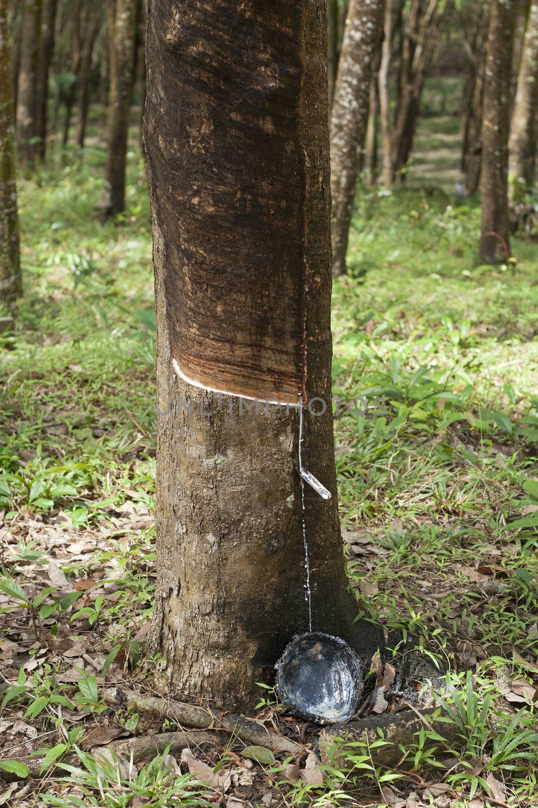 Rubber forest