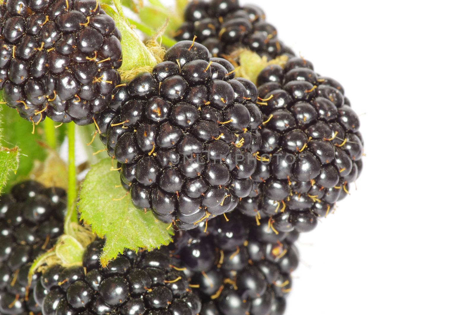 blackberry isolated on white background