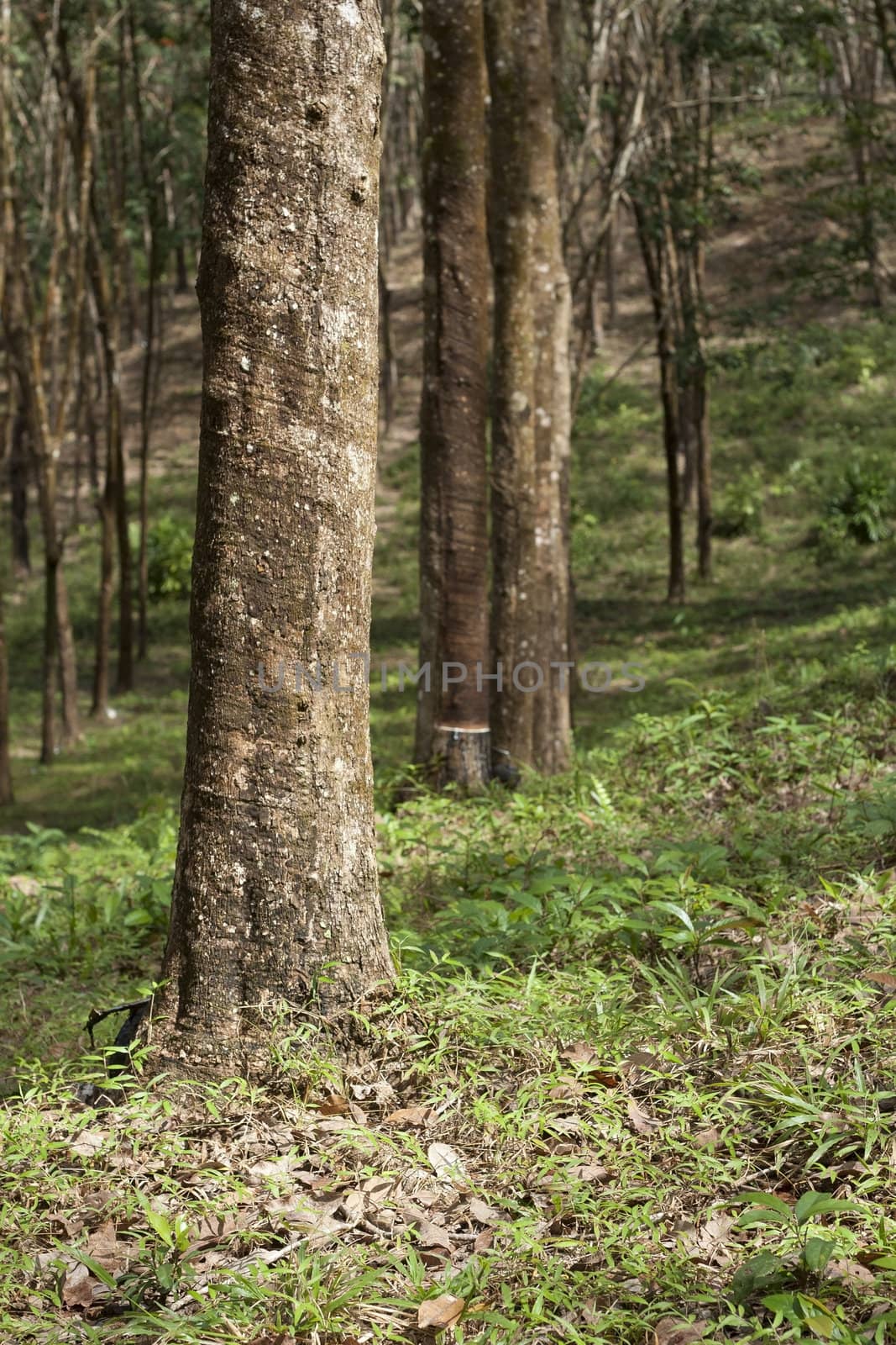 Rubber forest