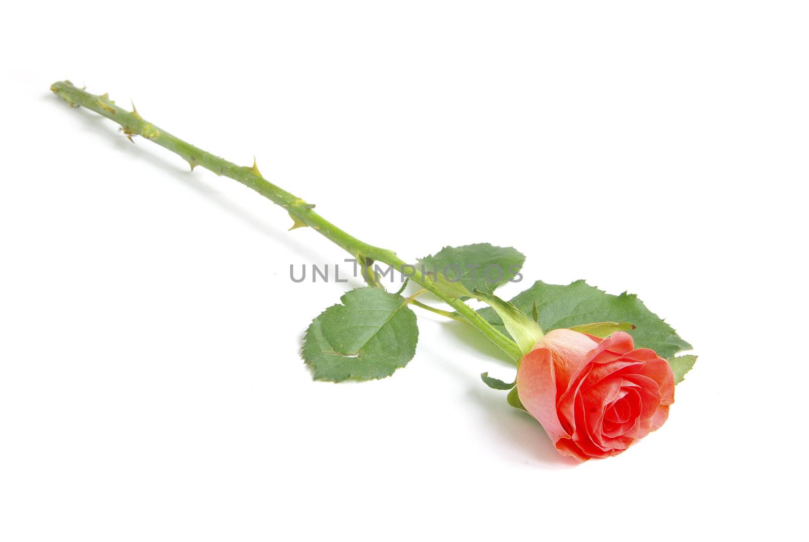 red rose isolated on a white background